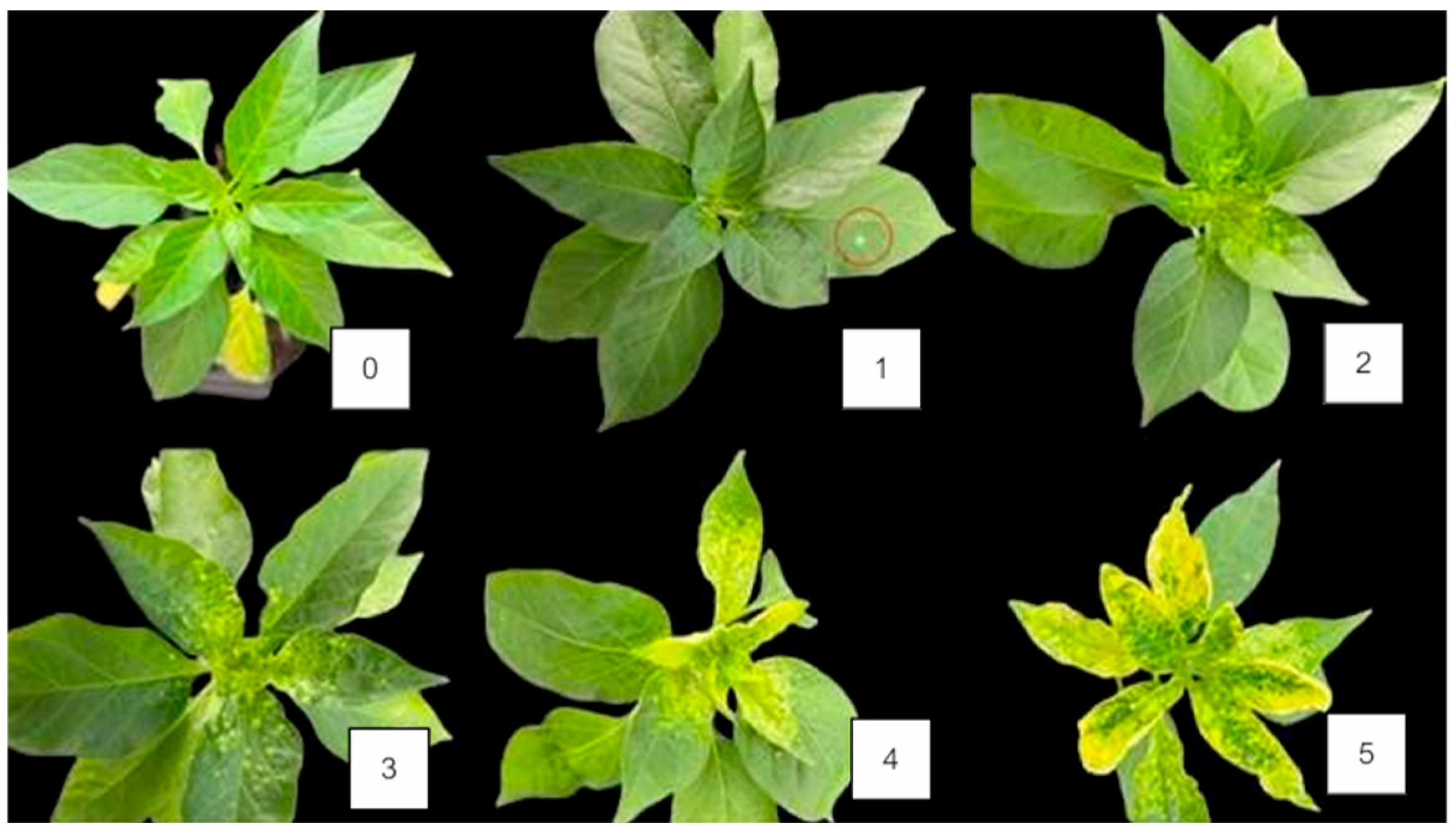 Horticulturae 11 01124 g002