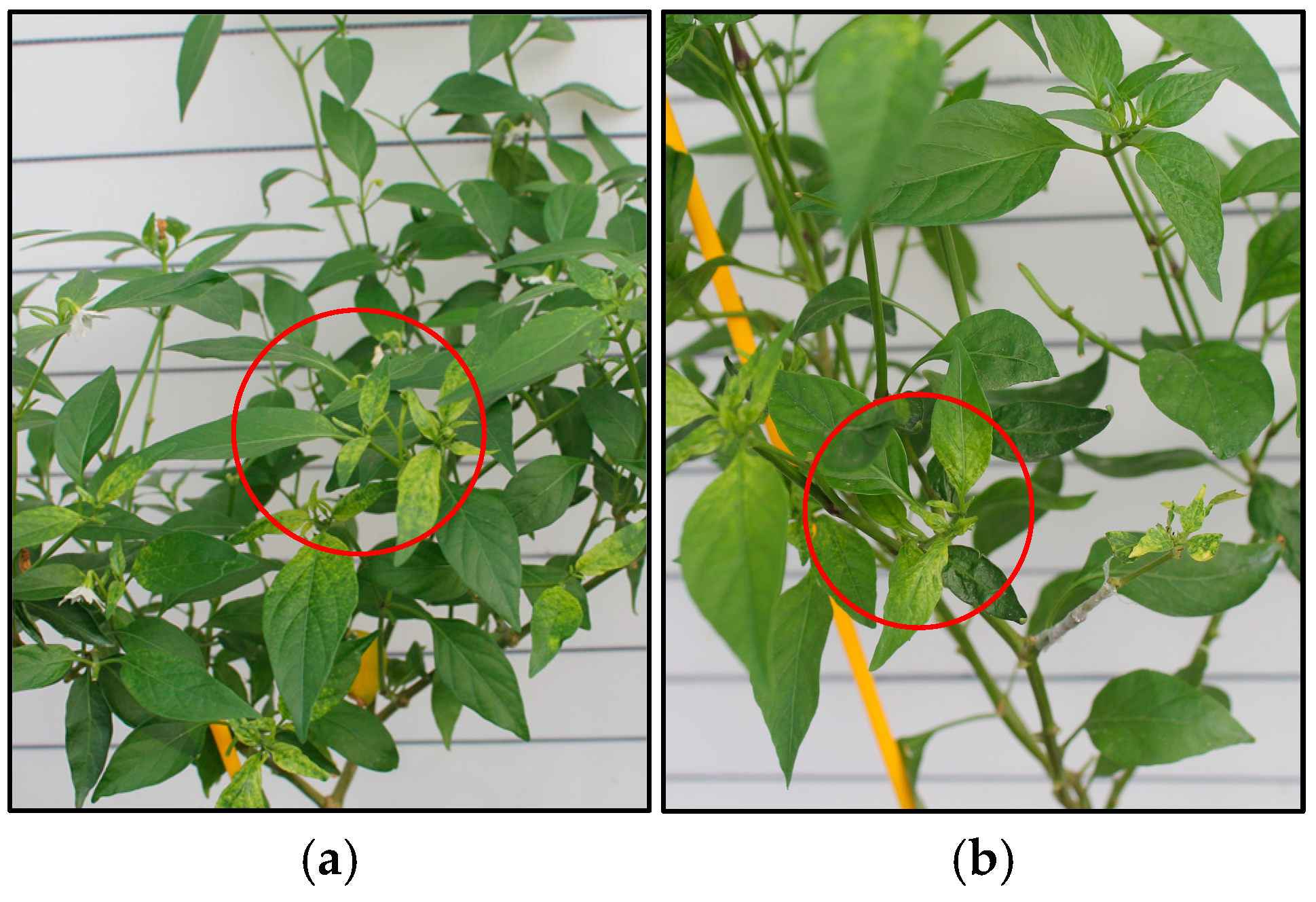 Horticulturae 11 01124 g004