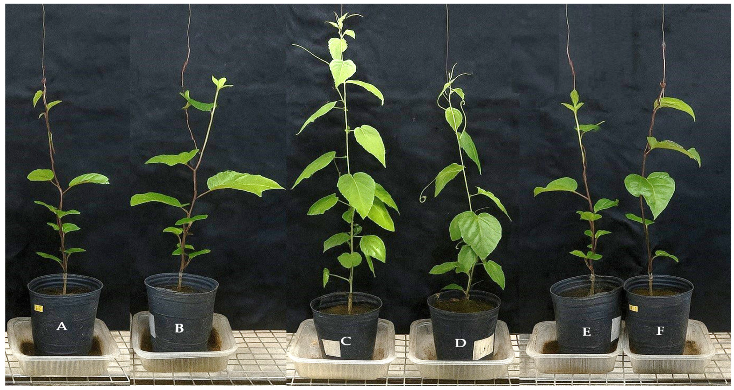 Horticulturae 11 01130 g002 Horticulturae 11 01130 g002