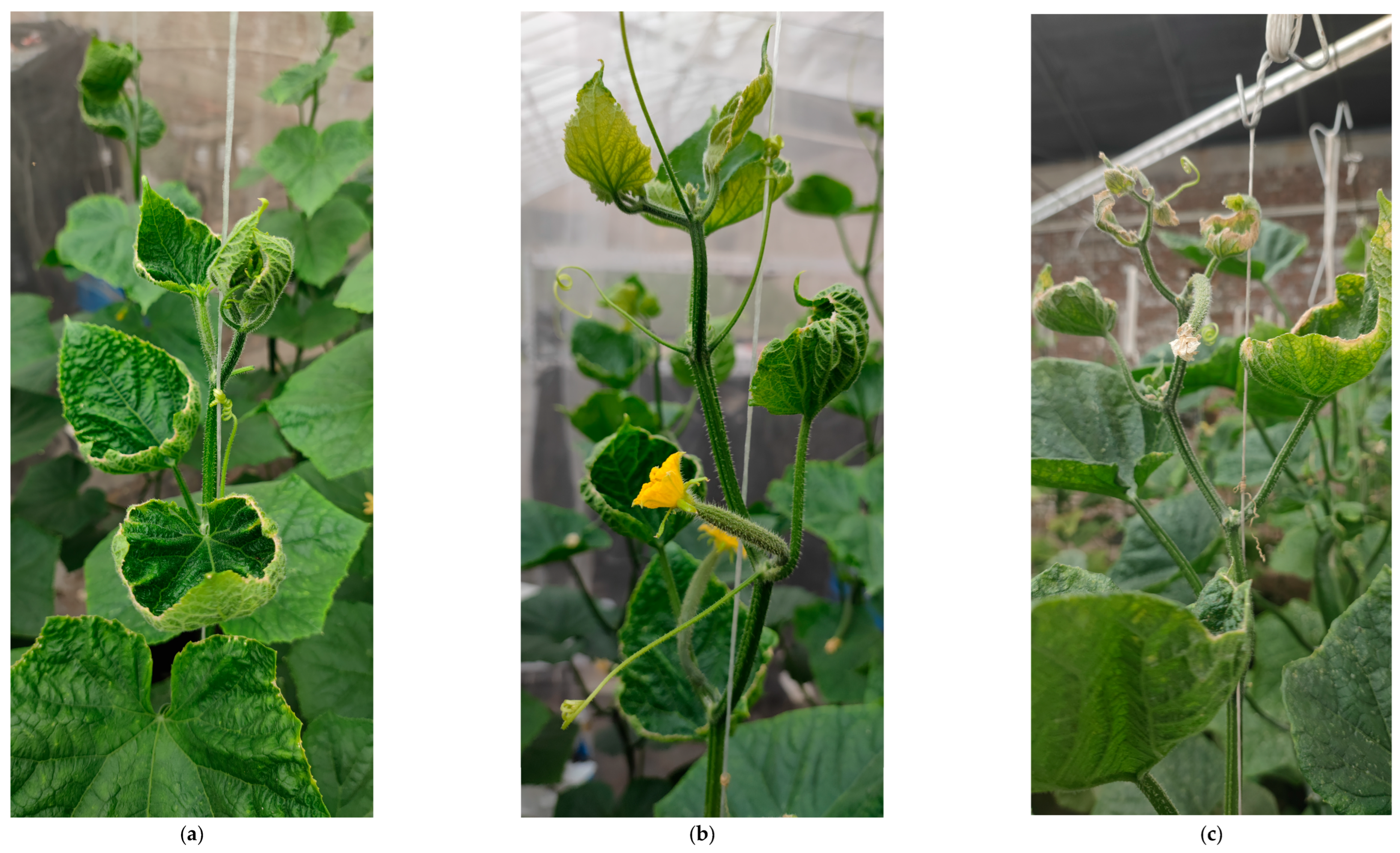 Horticulturae 11 01131 g002