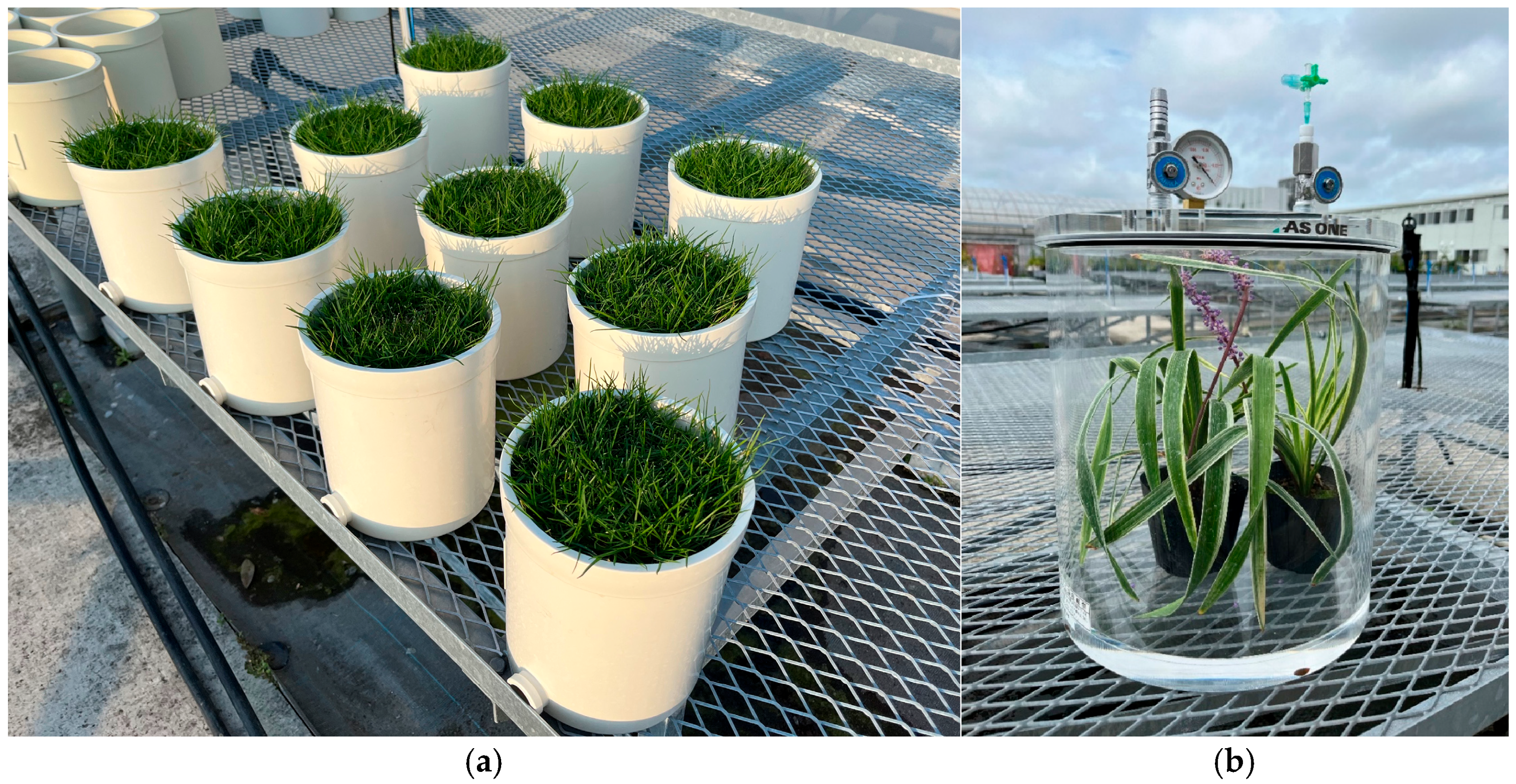 Horticulturae 11 01132 g002 Horticulturae 11 01132 g002