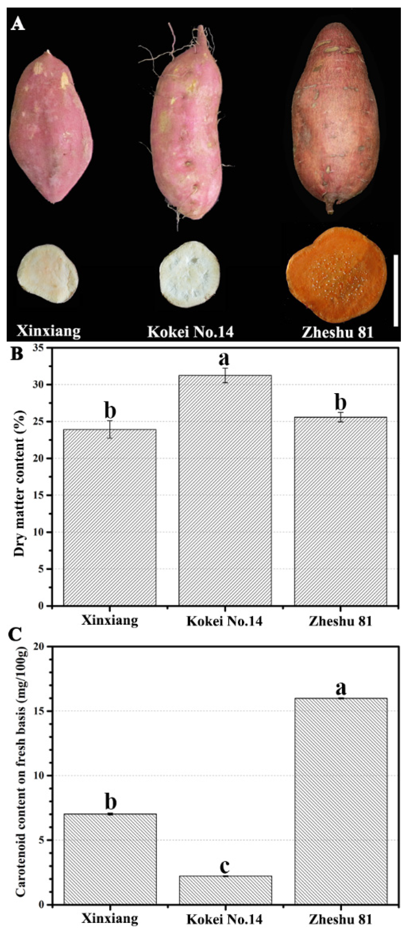 Horticulturae 11 01133 g001 Horticulturae 11 01133 g001