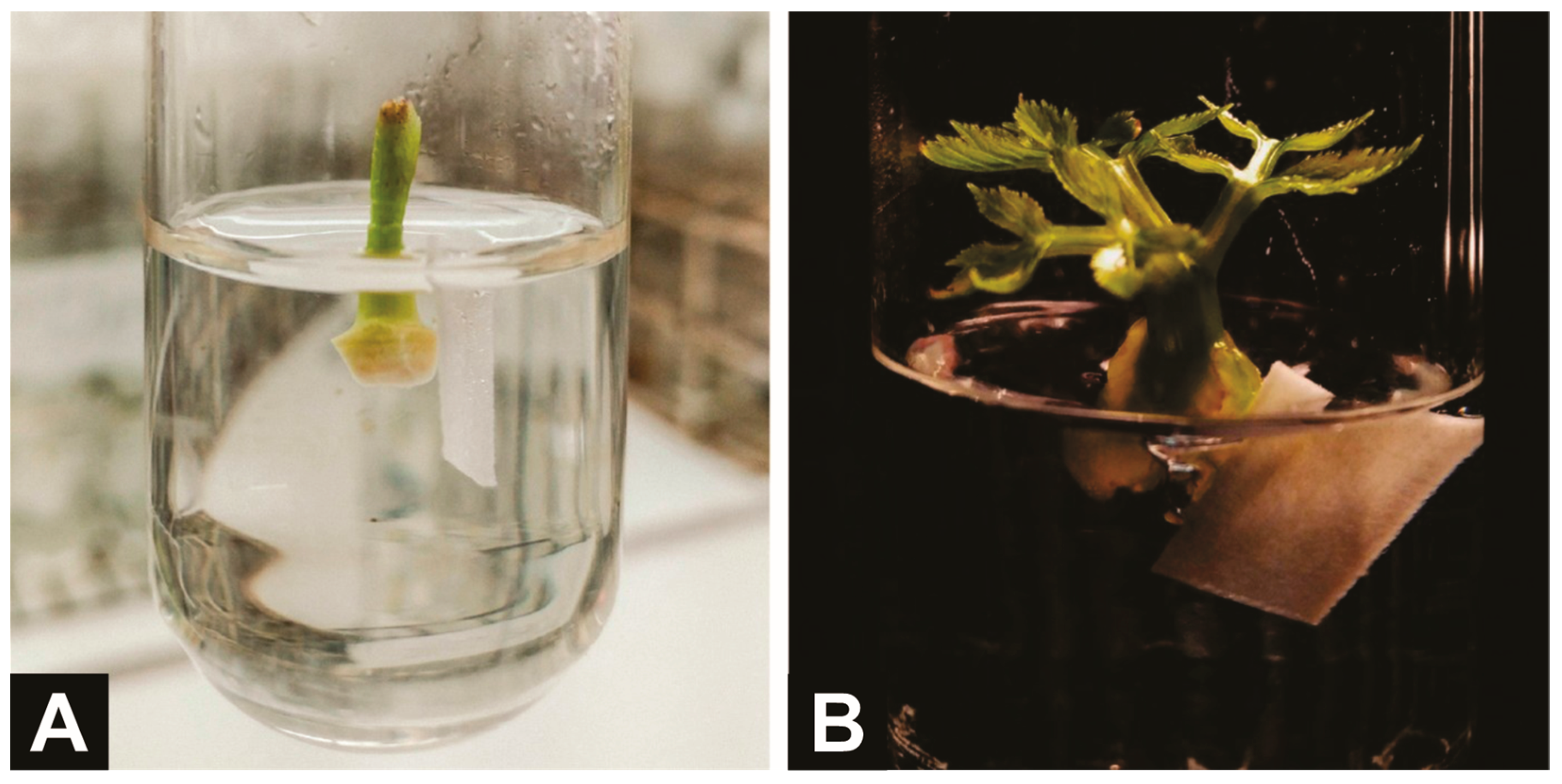 Horticulturae 11 01134 g001 Horticulturae 11 01134 g001