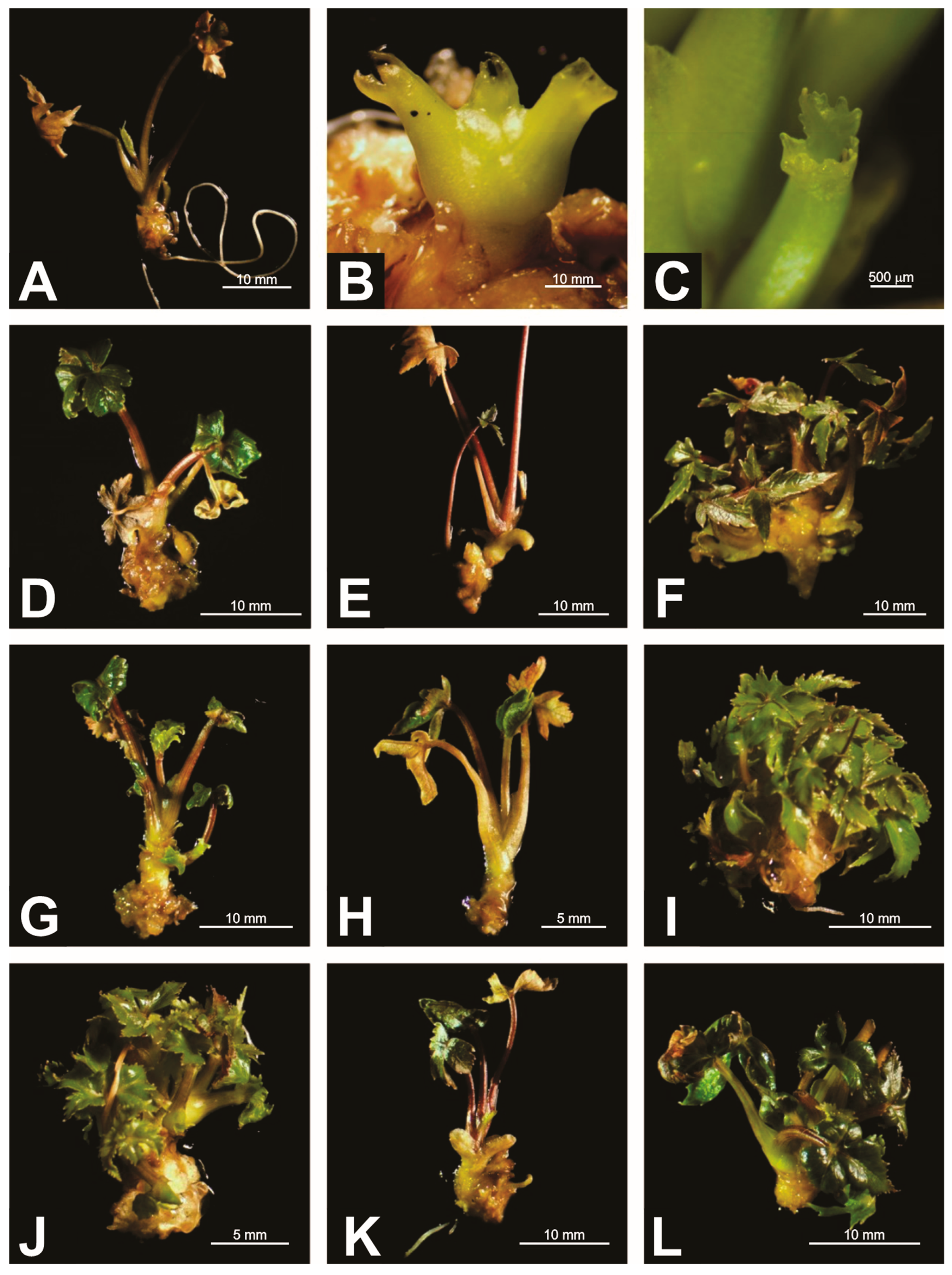 Horticulturae 11 01134 g004 Horticulturae 11 01134 g004