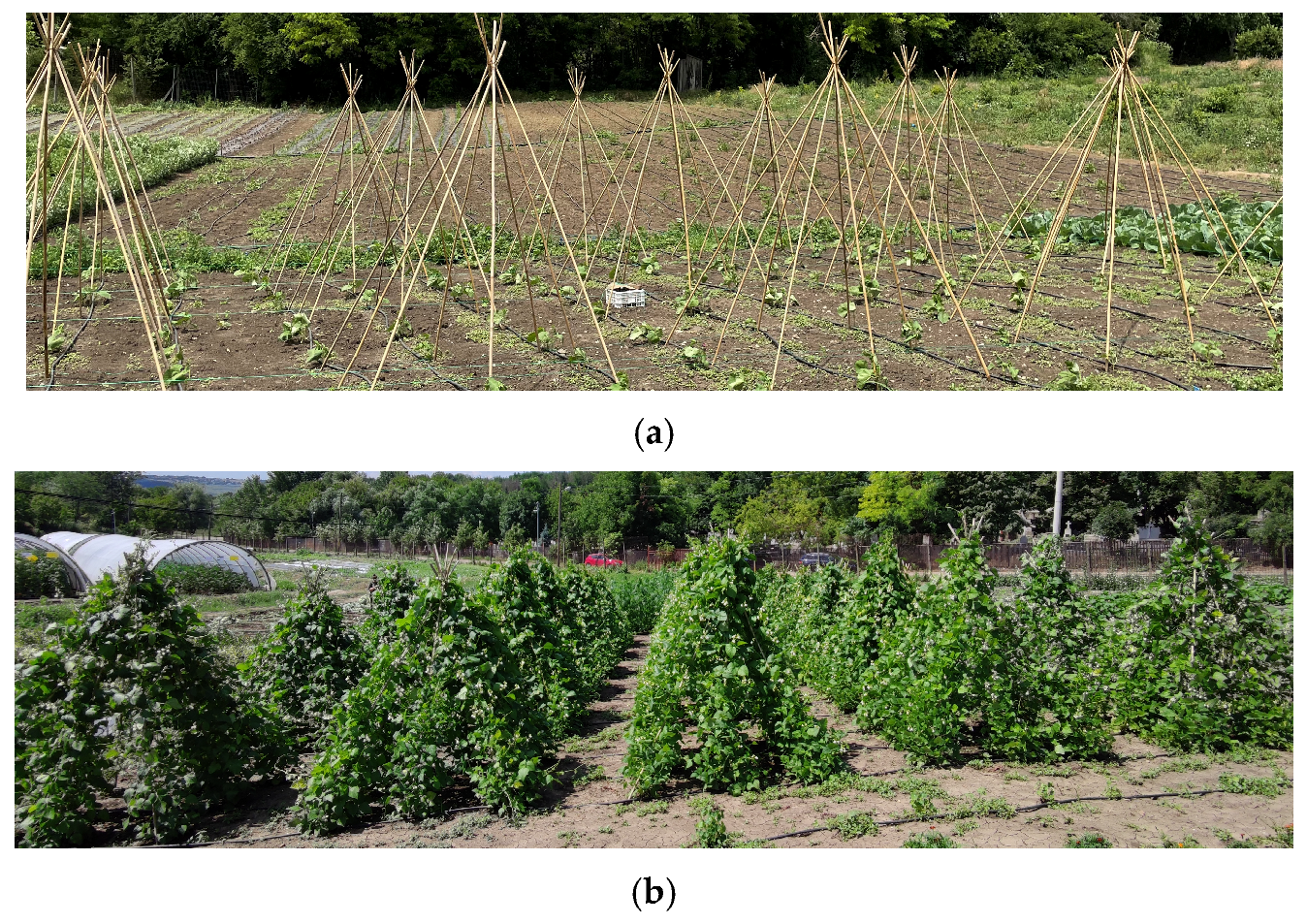 Horticulturae 11 01135 g001 Horticulturae 11 01135 g001