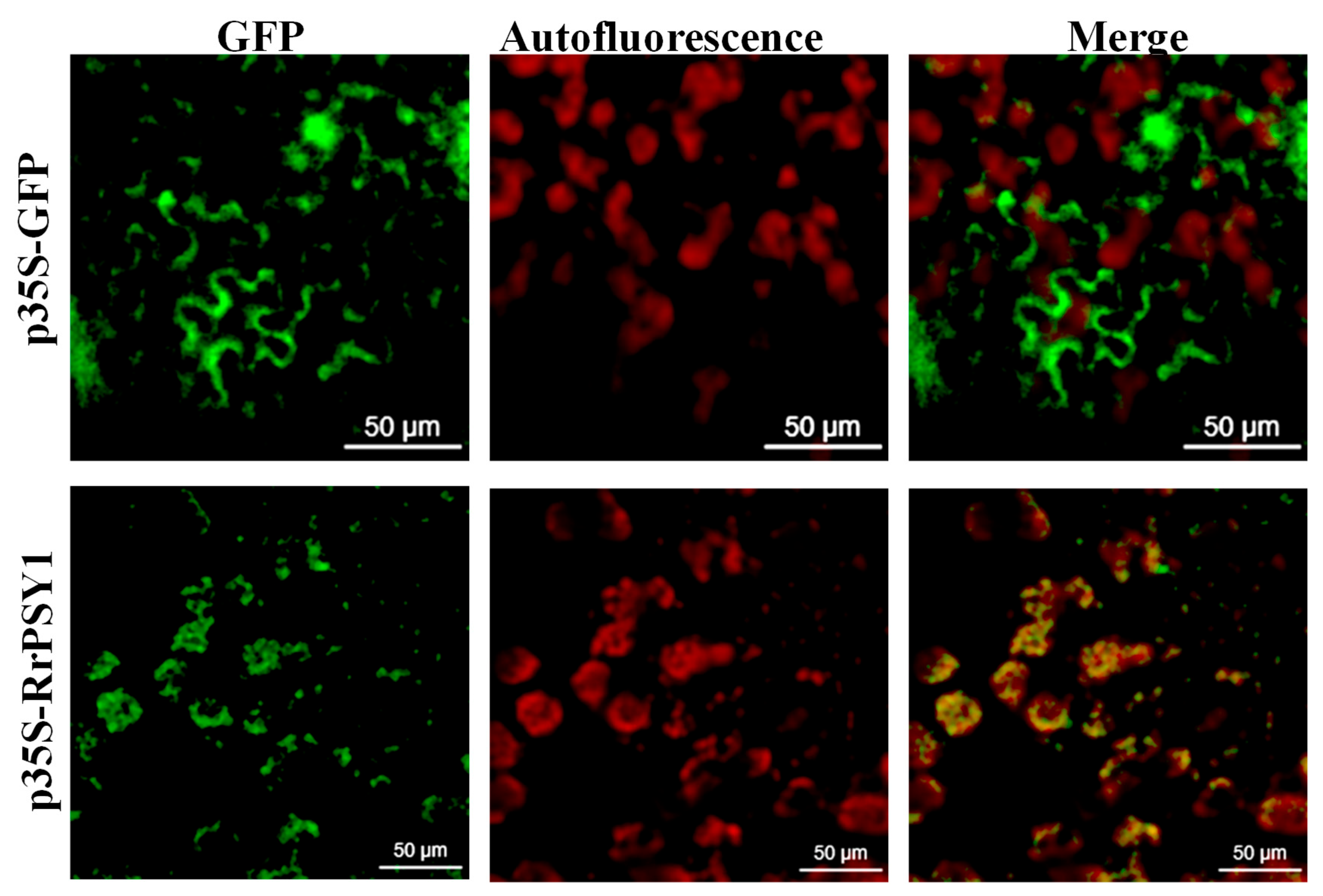 Horticulturae 11 01137 g004