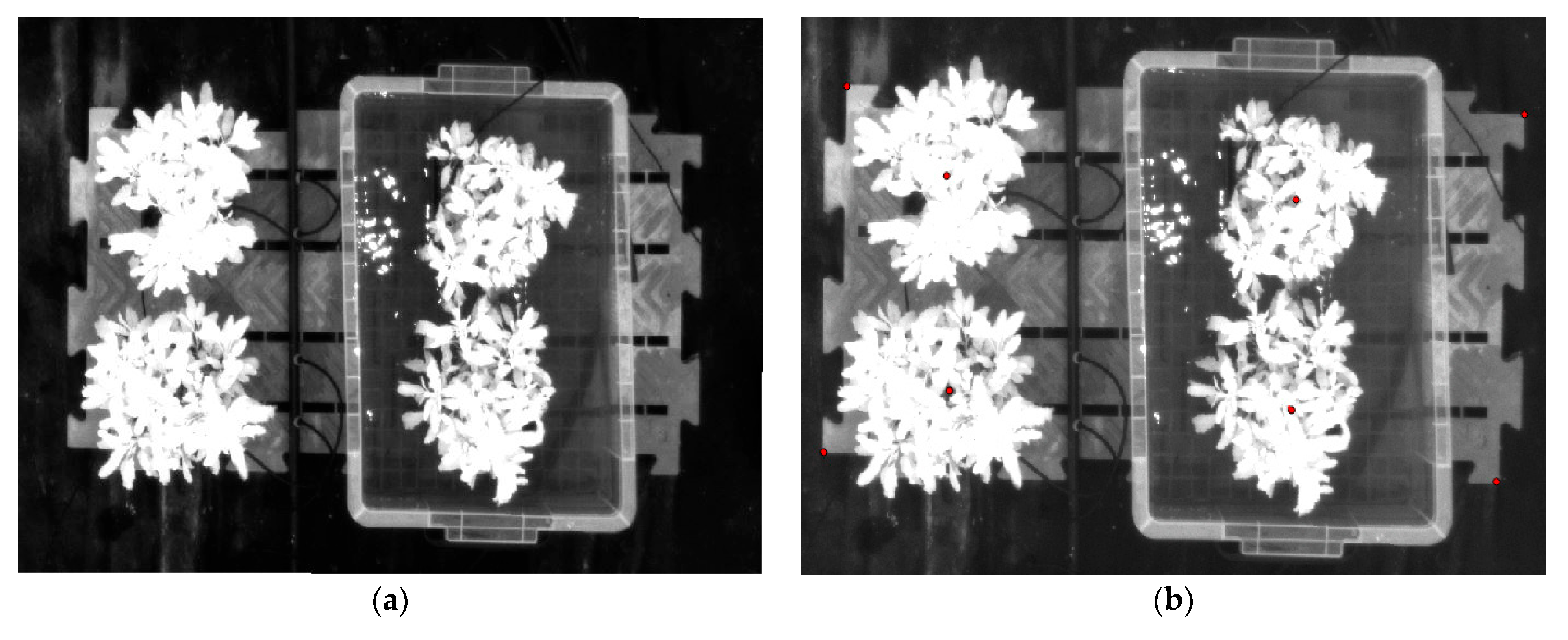 Horticulturae 11 01139 g004a