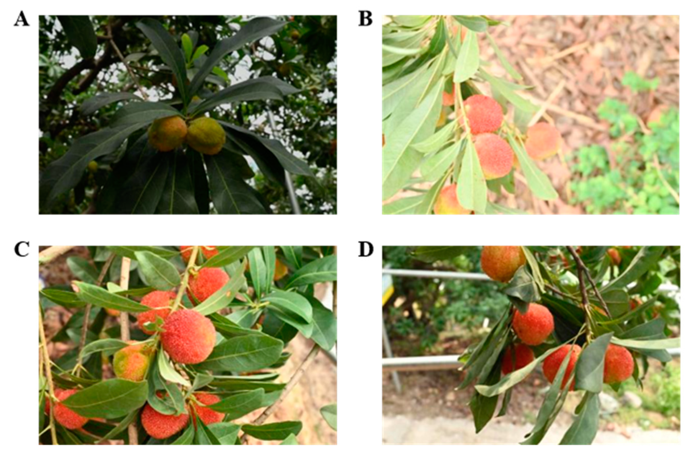 Horticulturae 11 01166 g002