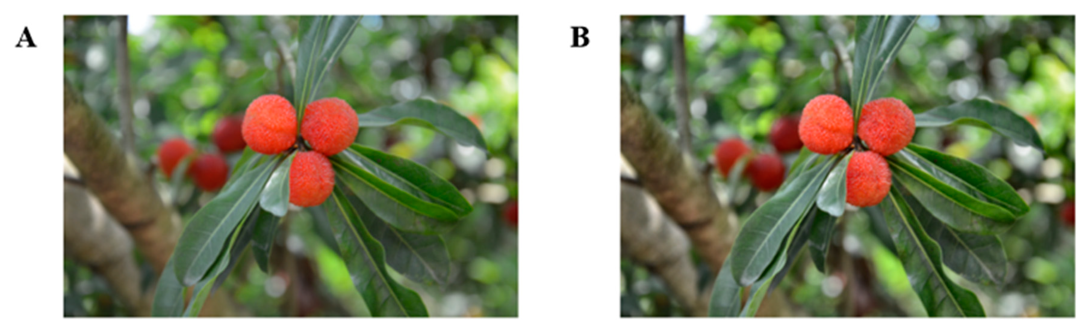 Horticulturae 11 01166 g003