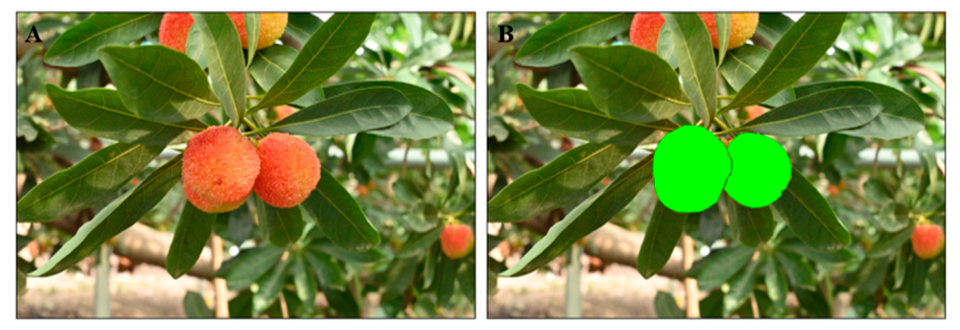 Horticulturae 11 01166 g004