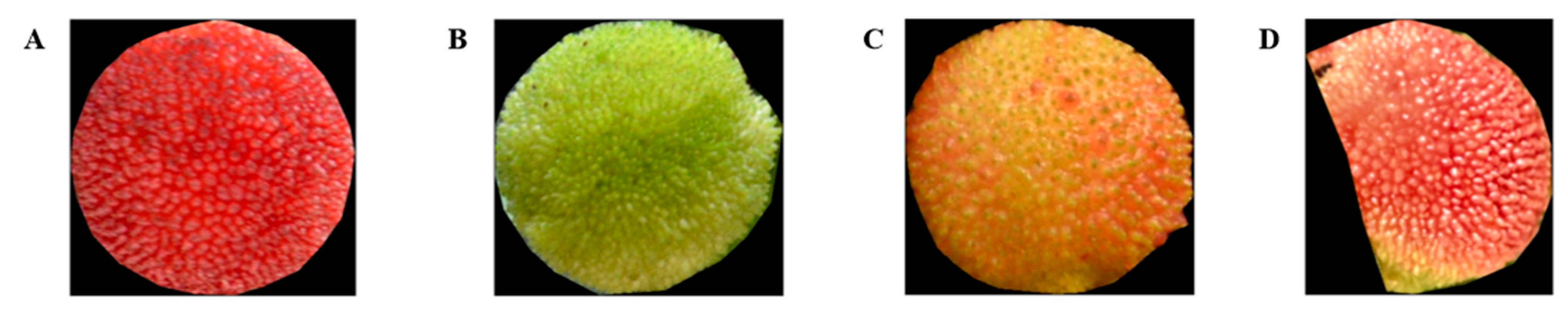Horticulturae 11 01166 g005