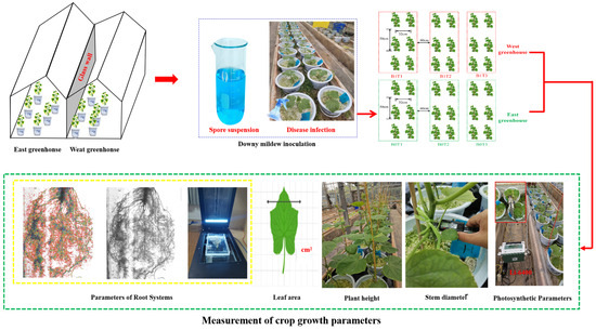 Impact of Nitrogen on Downy Mildew Infection and Its Effects