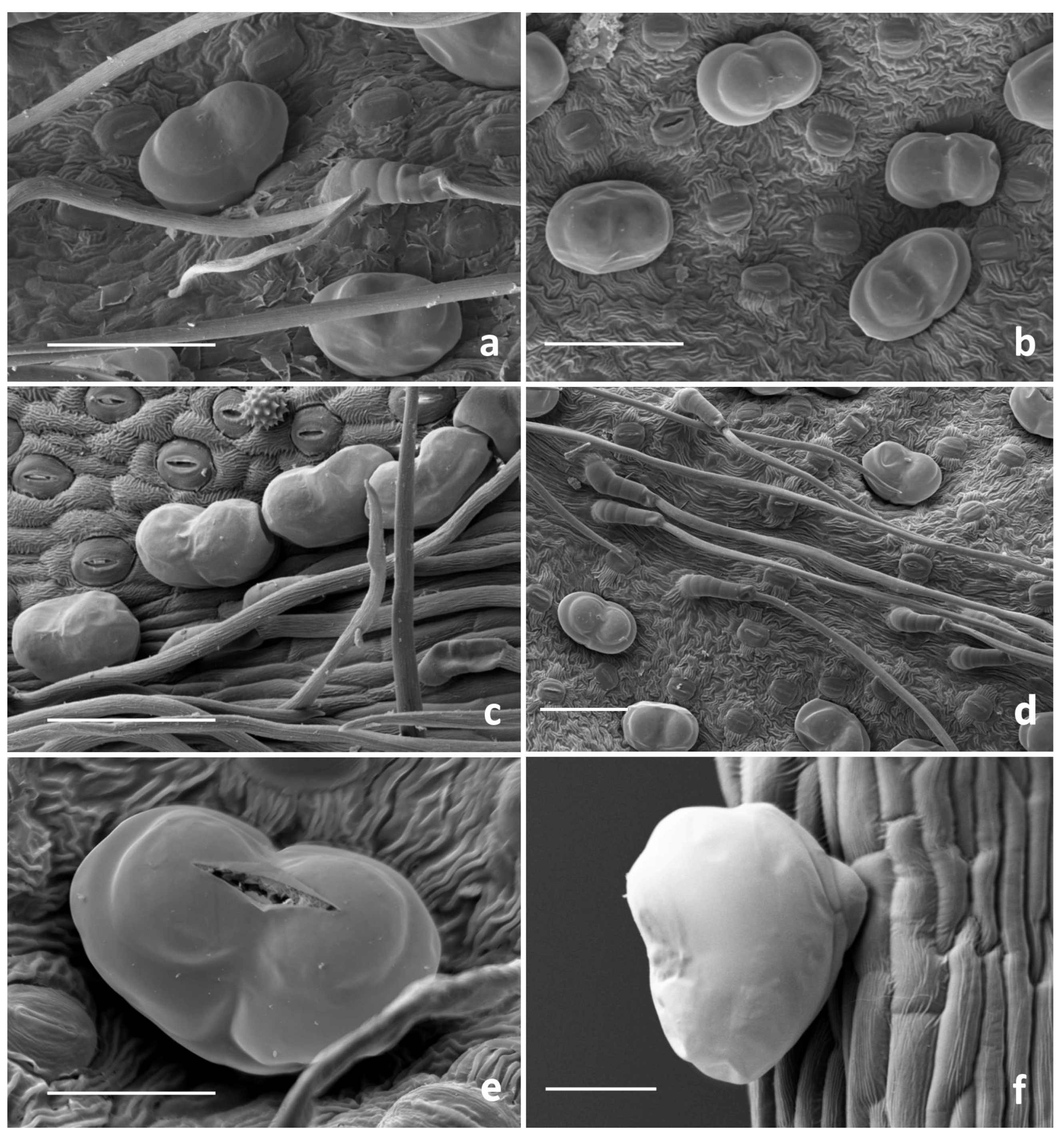 Horticulturae 11 01184 g001 Horticulturae 11 01184 g001
