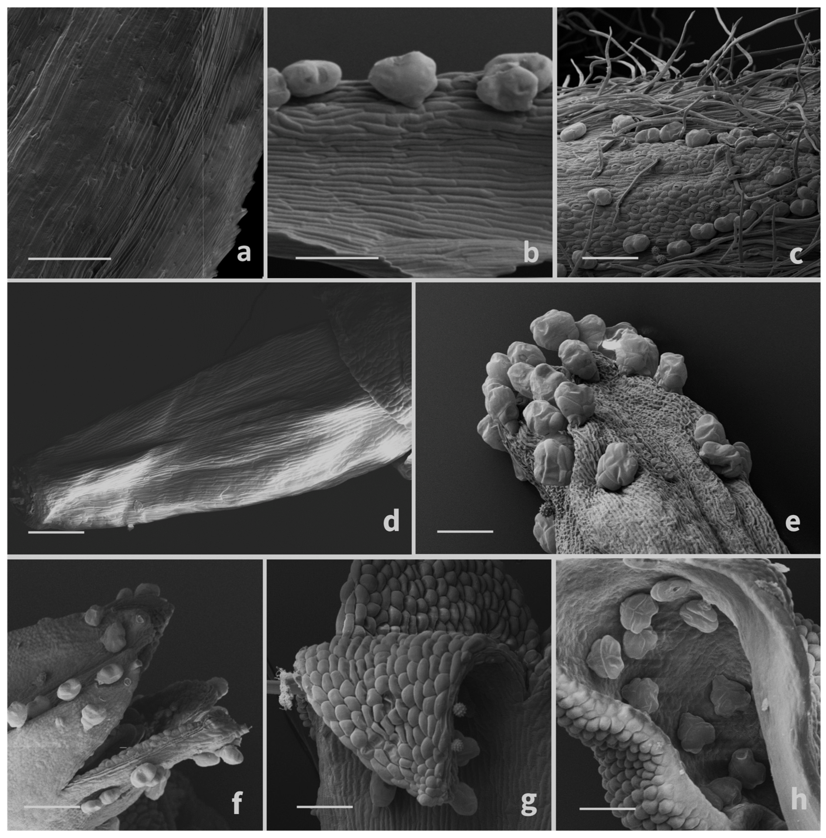 Horticulturae 11 01184 g003 Horticulturae 11 01184 g003