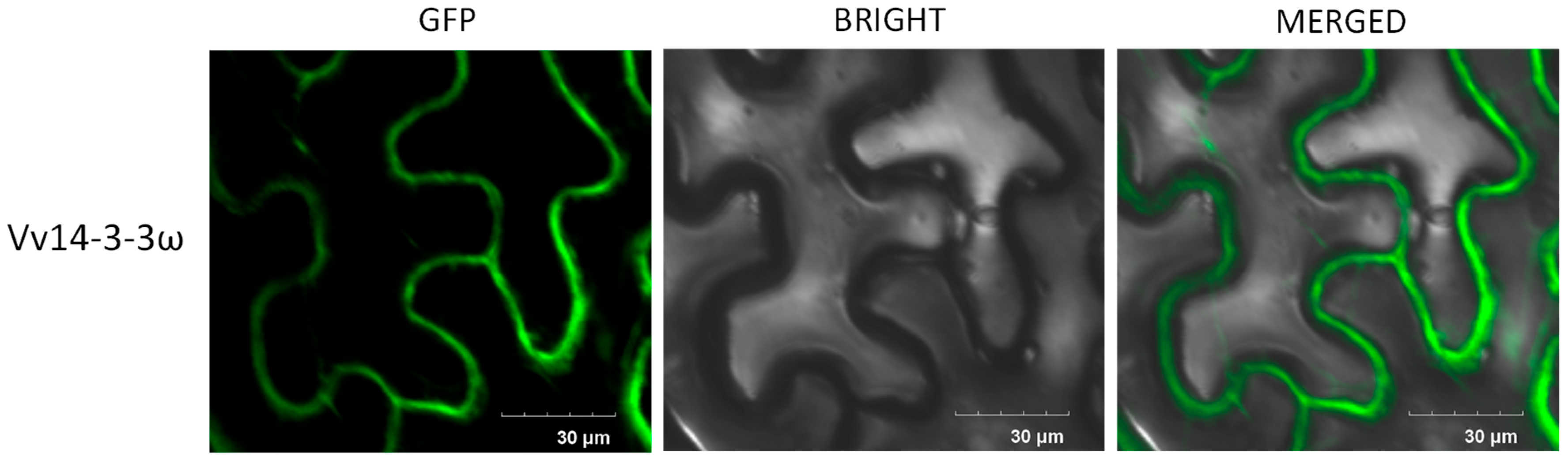 Horticulturae 11 01199 g003