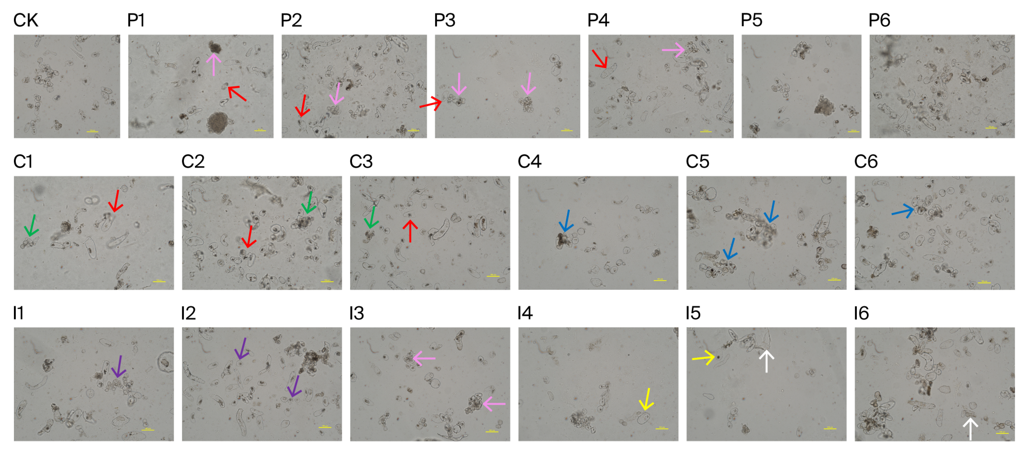 Horticulturae 11 01200 g002