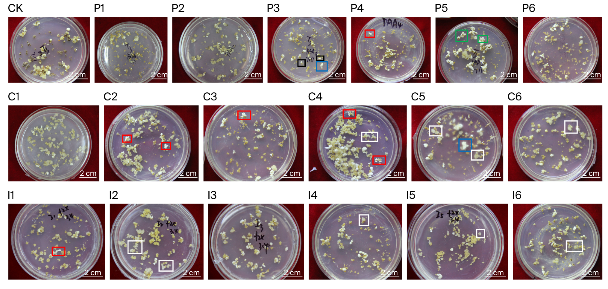 Horticulturae 11 01200 g003