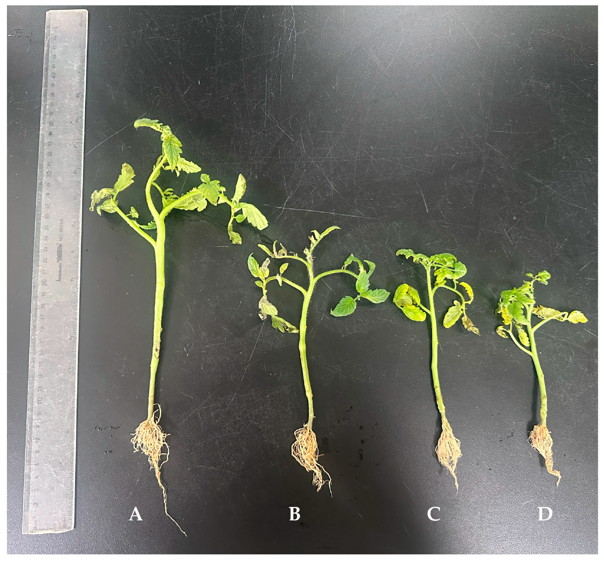 Horticulturae 11 01204 g001