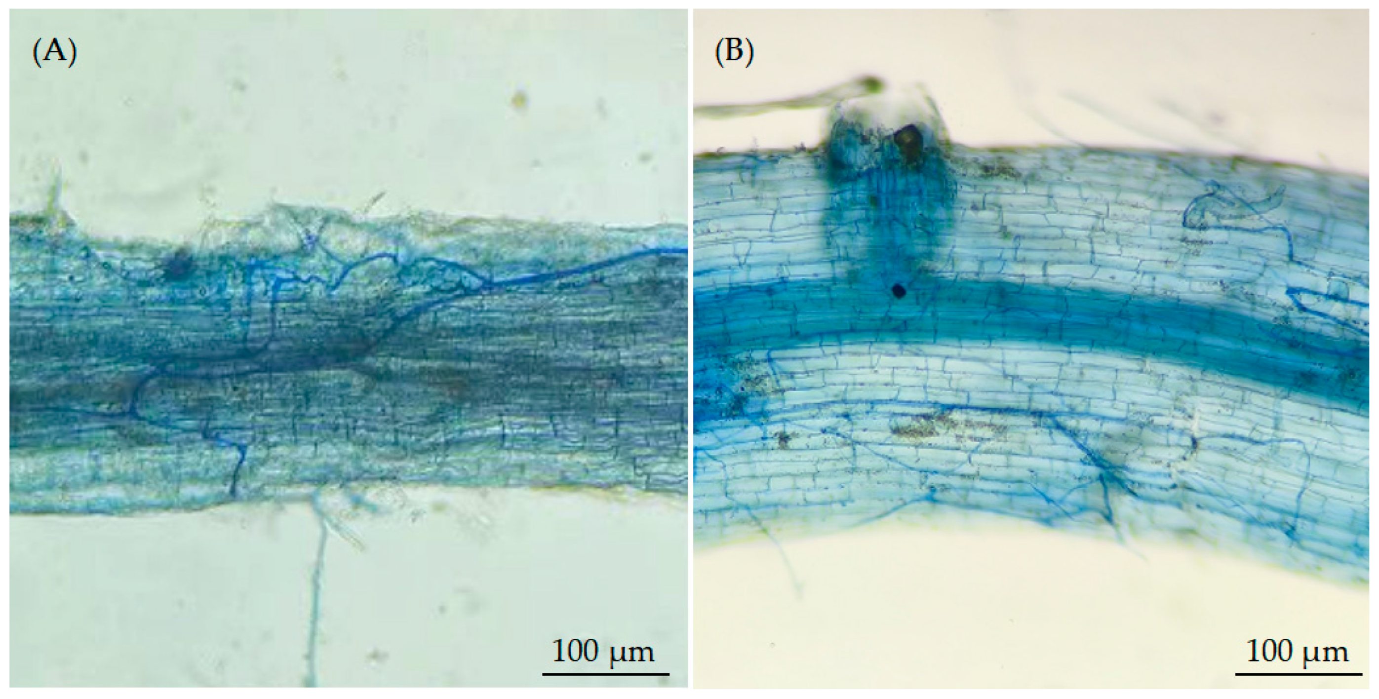 Horticulturae 11 01204 g002