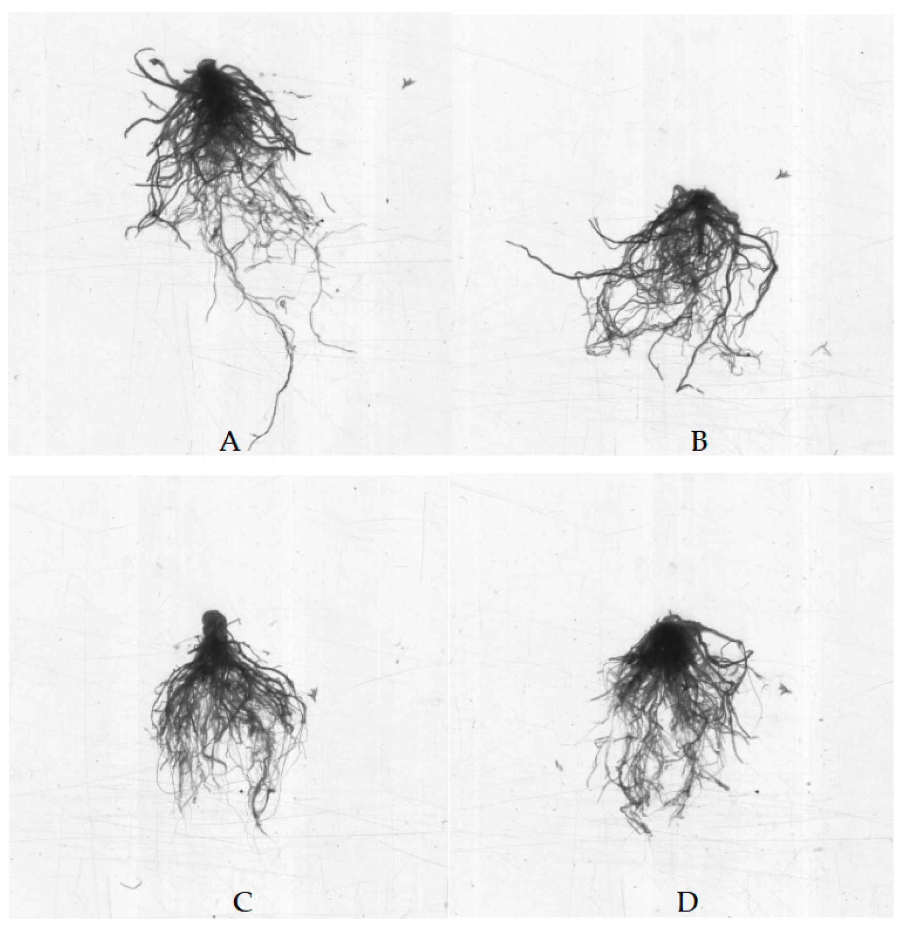 Horticulturae 11 01204 g003