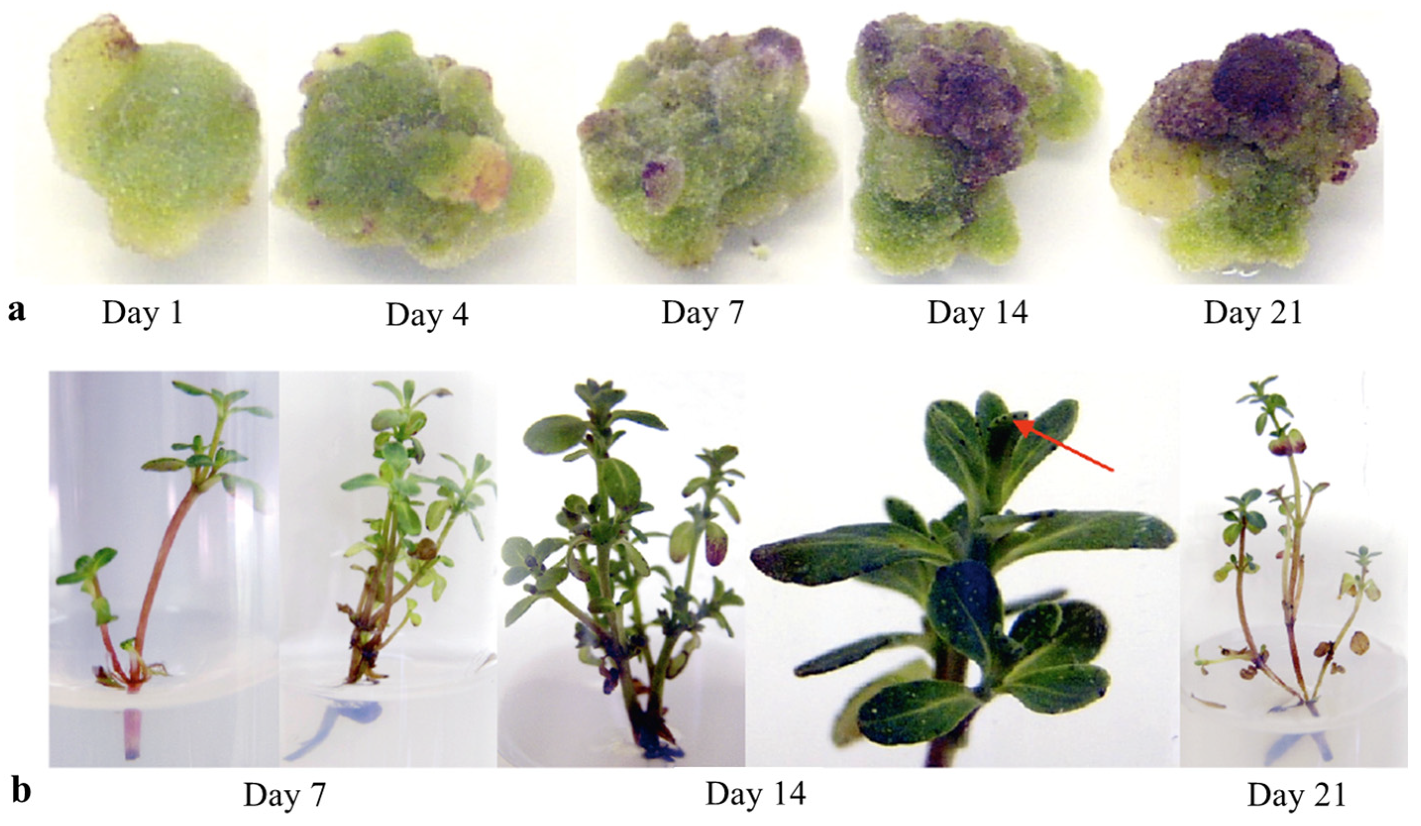 Horticulturae 11 01210 g001
