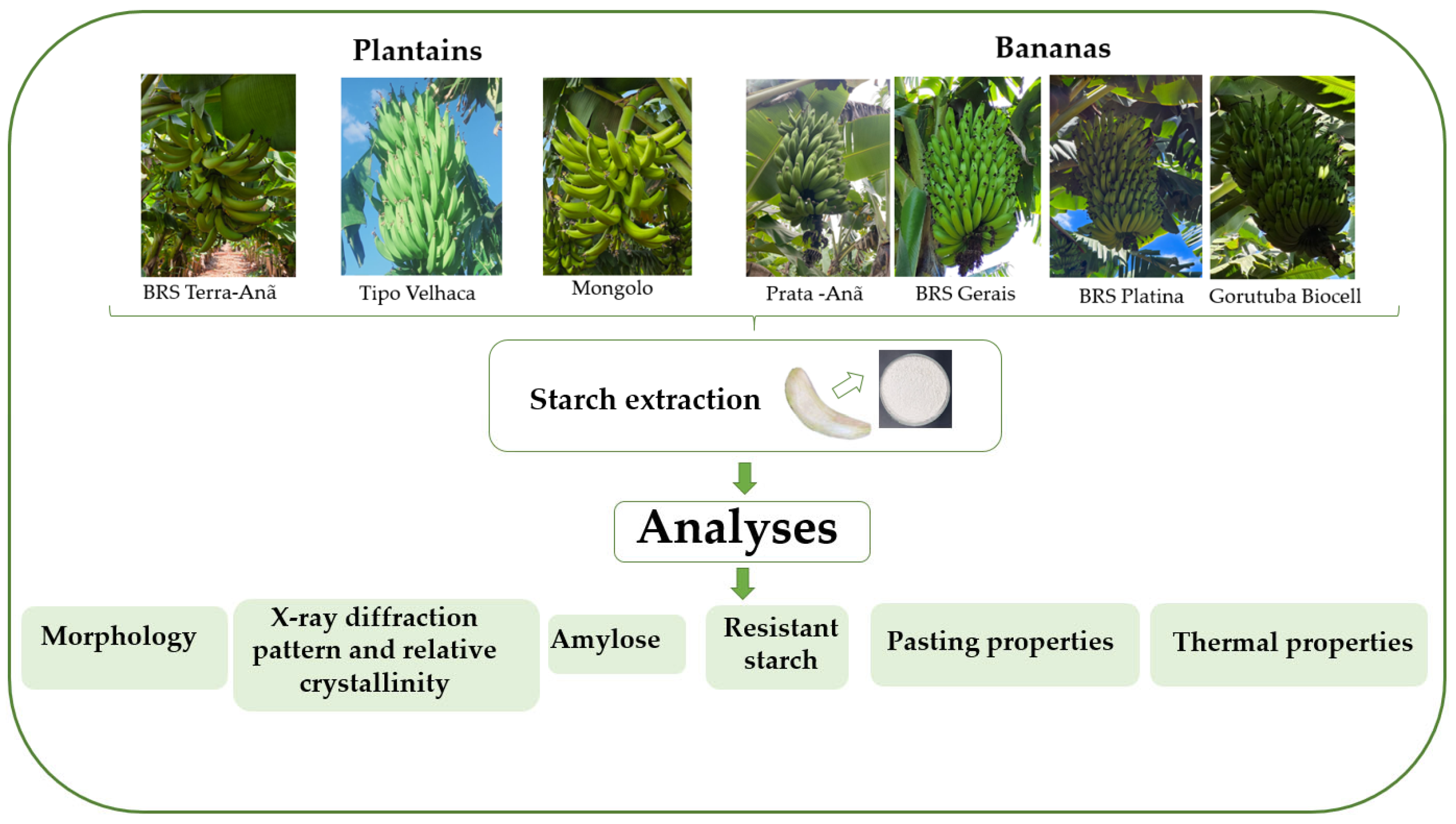 Horticulturae 11 01214 g001 Horticulturae 11 01214 g001