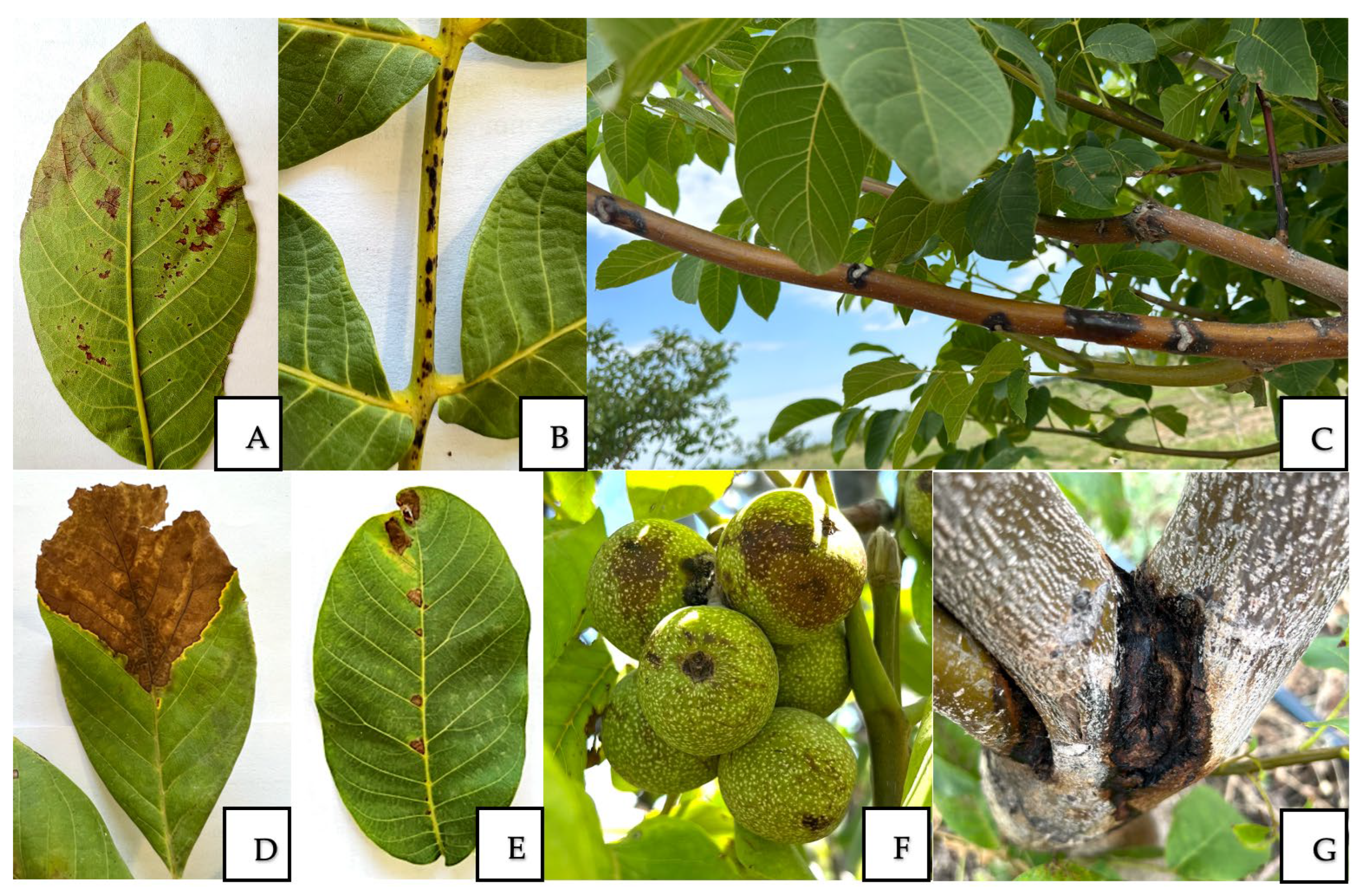 Horticulturae 11 01217 g002