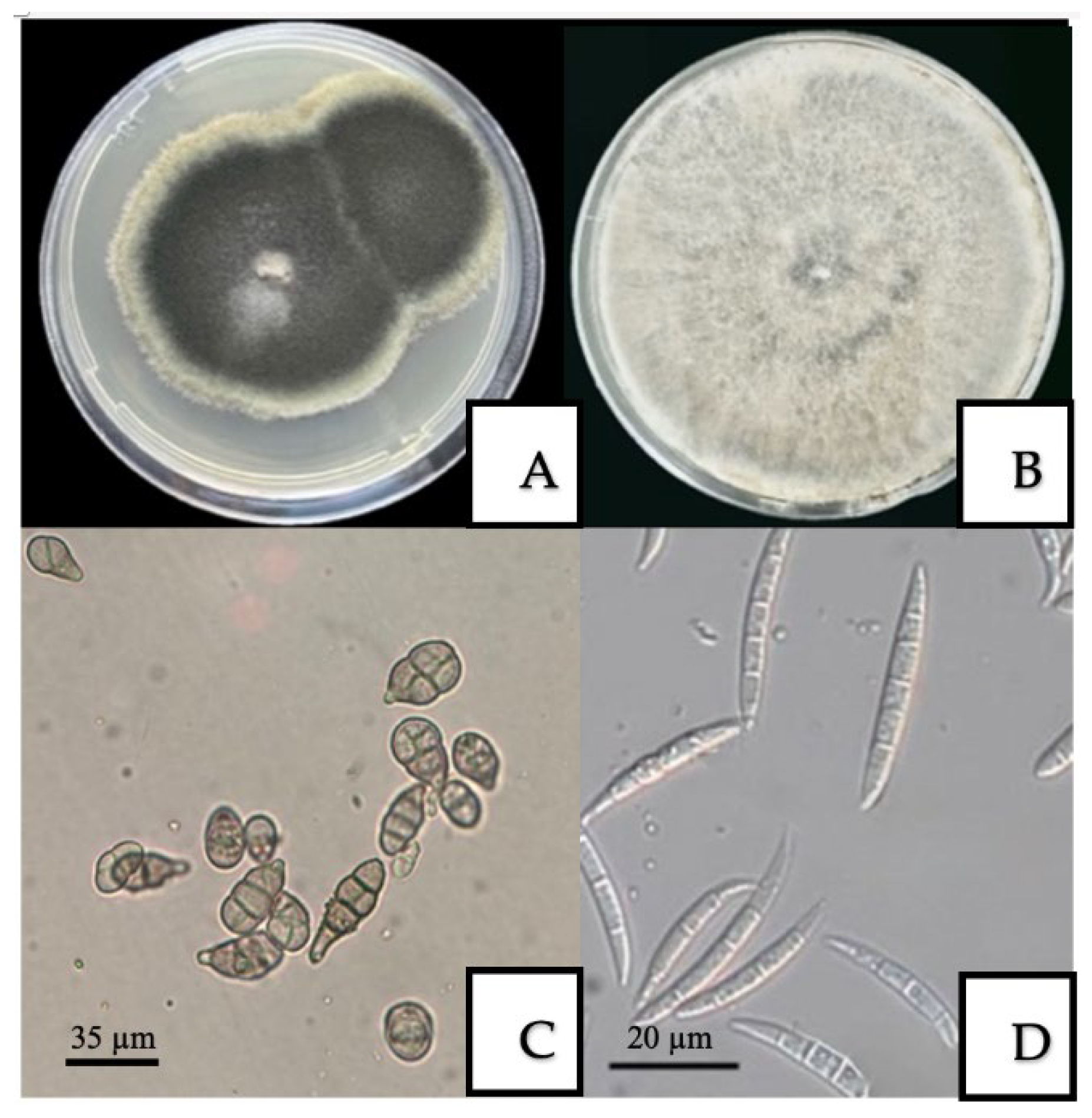 Horticulturae 11 01217 g003