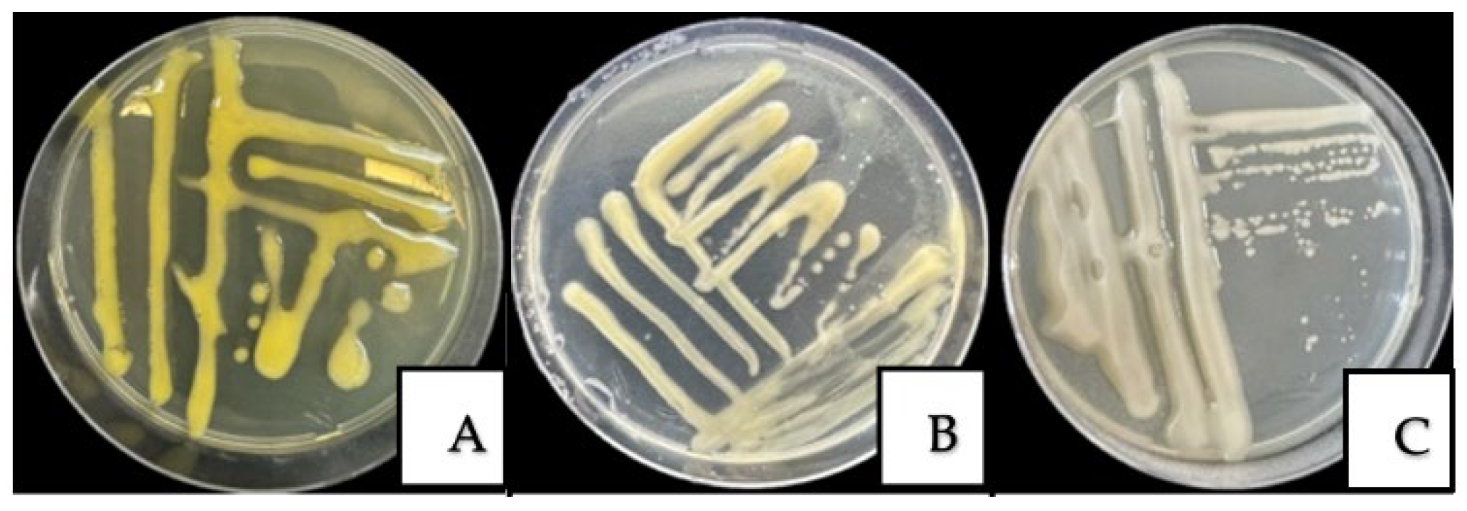 Horticulturae 11 01217 g004