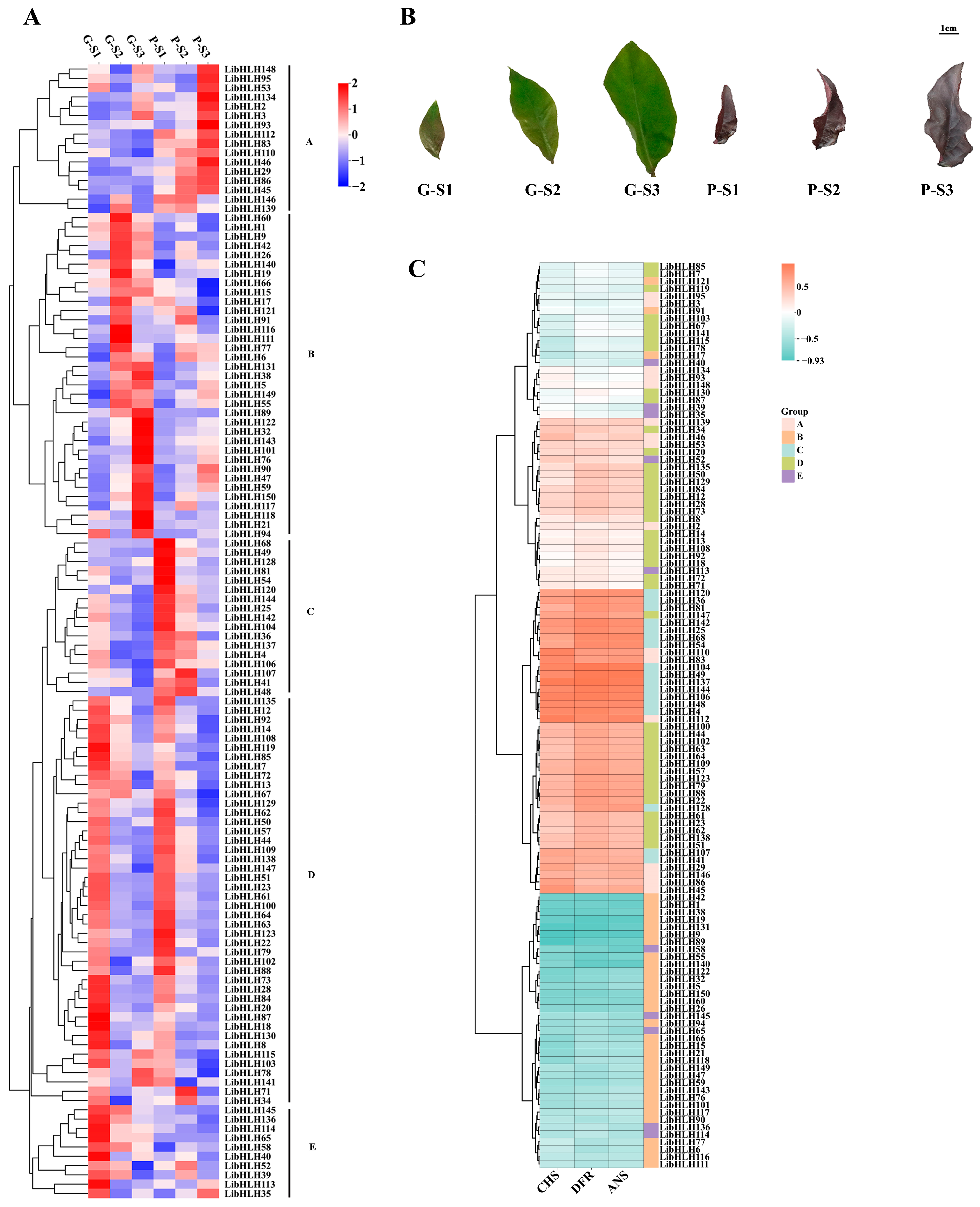 Horticulturae 11 01219 g007 Horticulturae 11 01219 g007