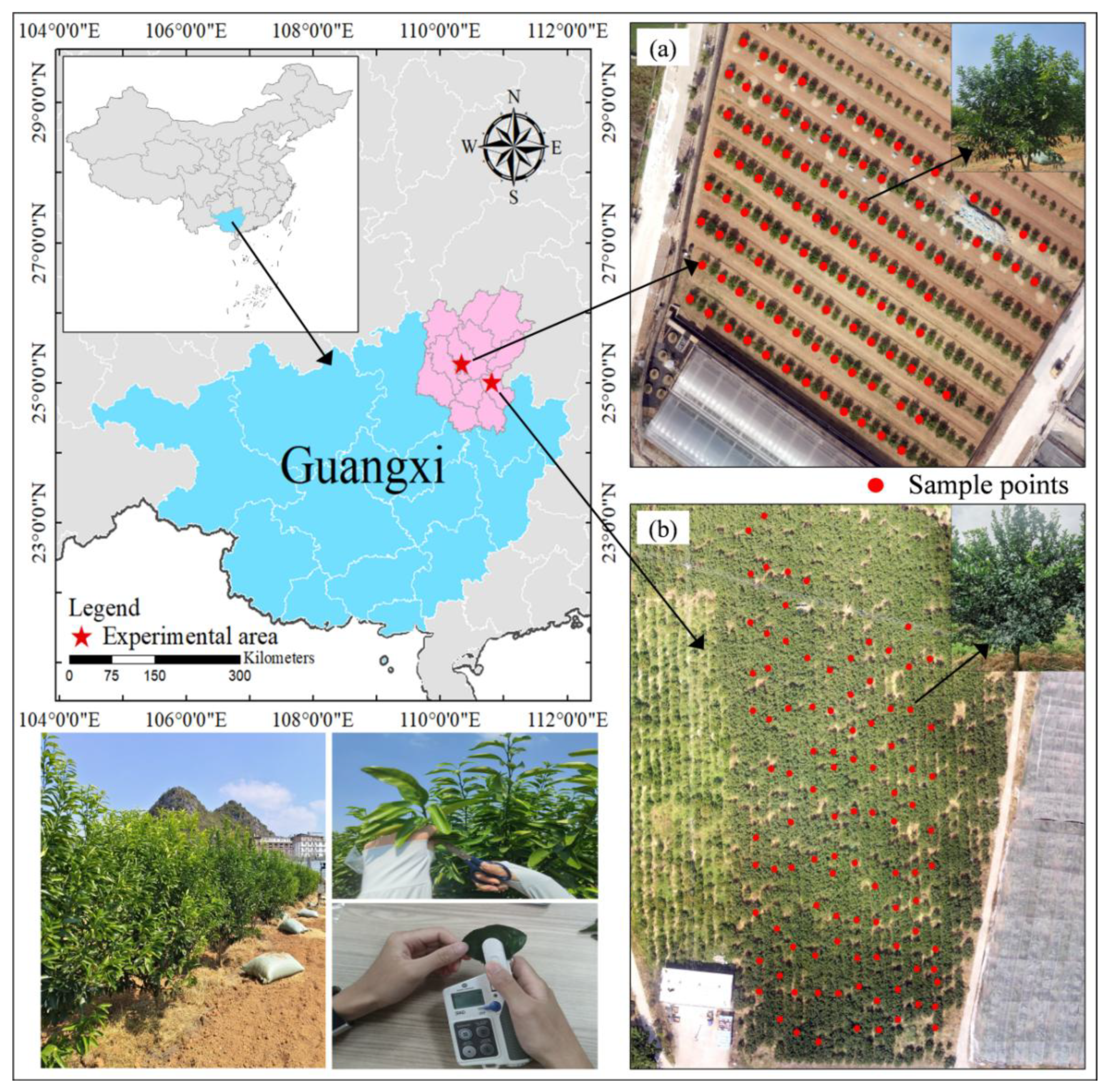 Horticulturae 11 01223 g001