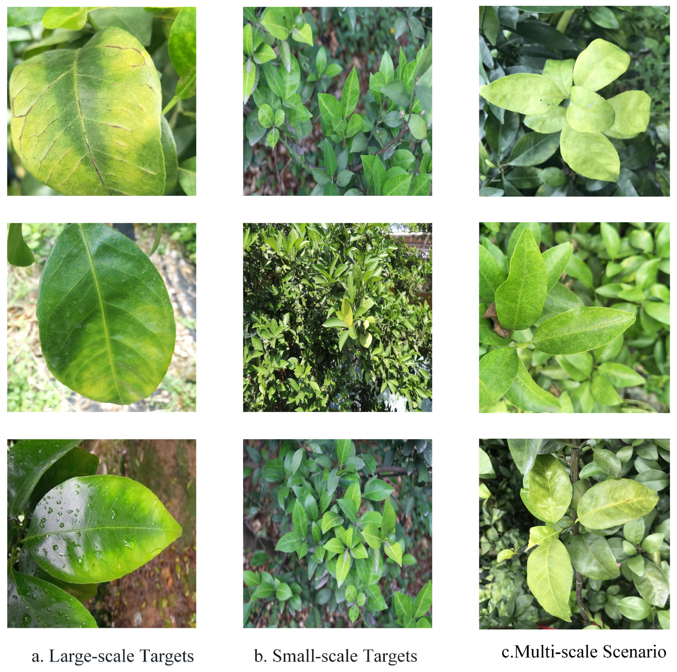 Horticulturae 11 01225 g002