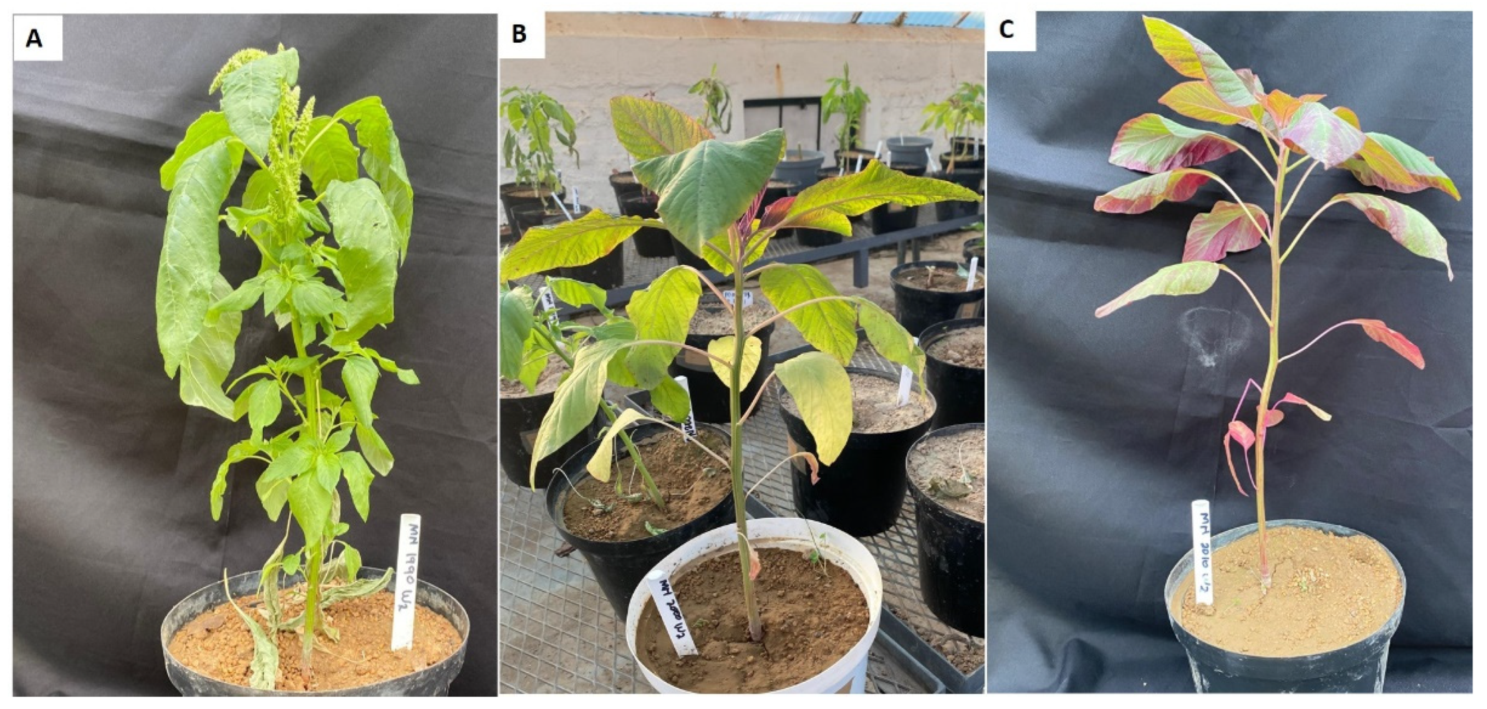 Horticulturae 11 01226 g002