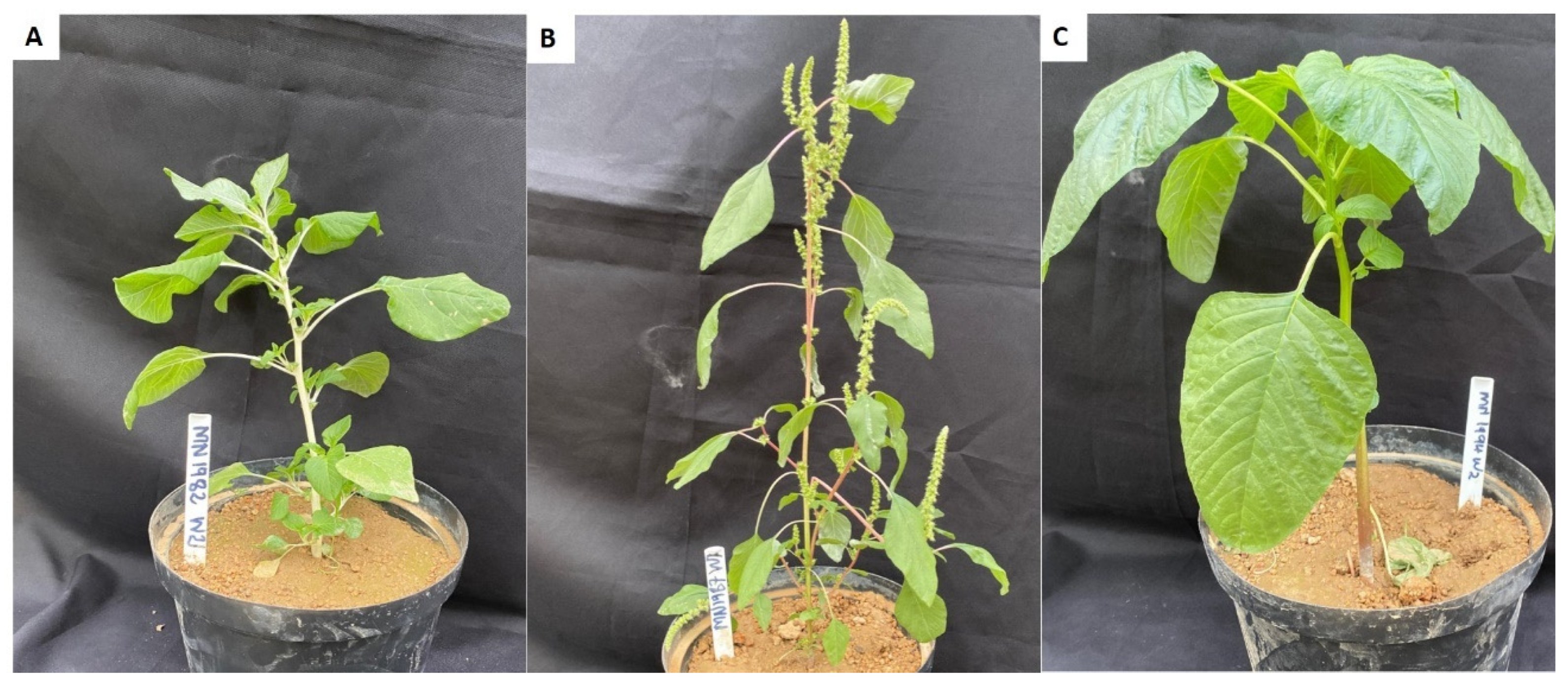 Horticulturae 11 01226 g004