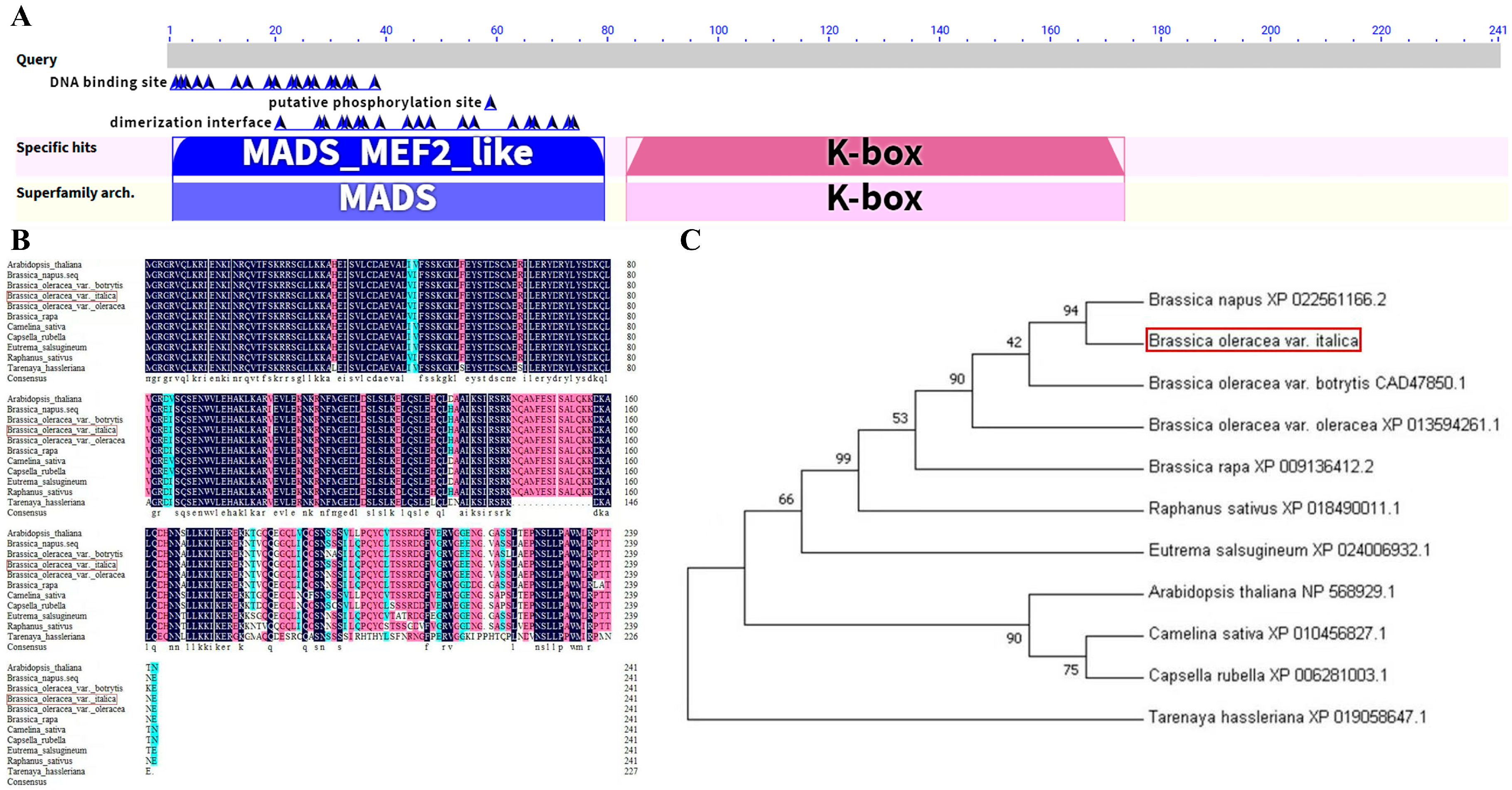 Horticulturae 11 01227 g007