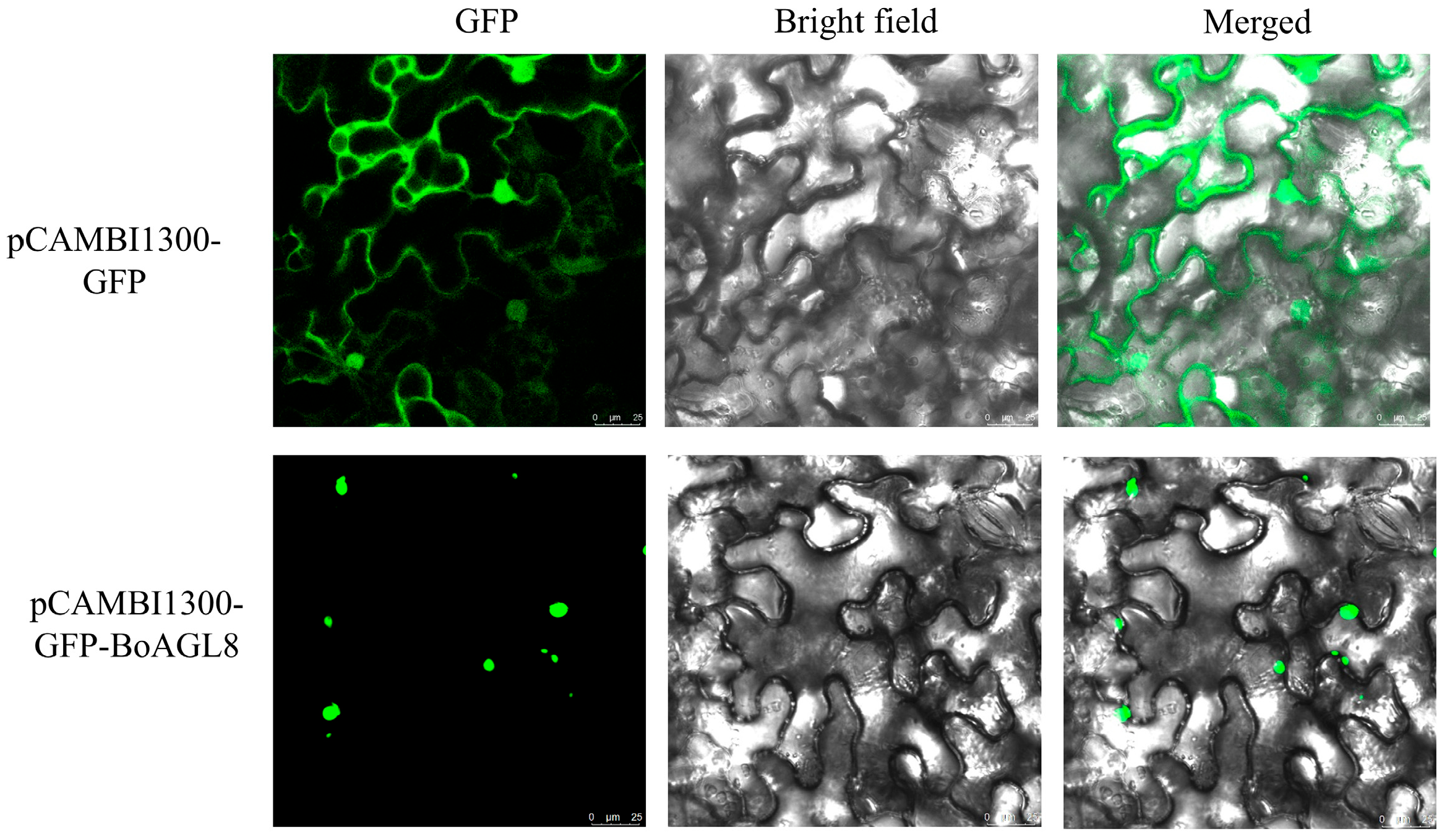 Horticulturae 11 01227 g009