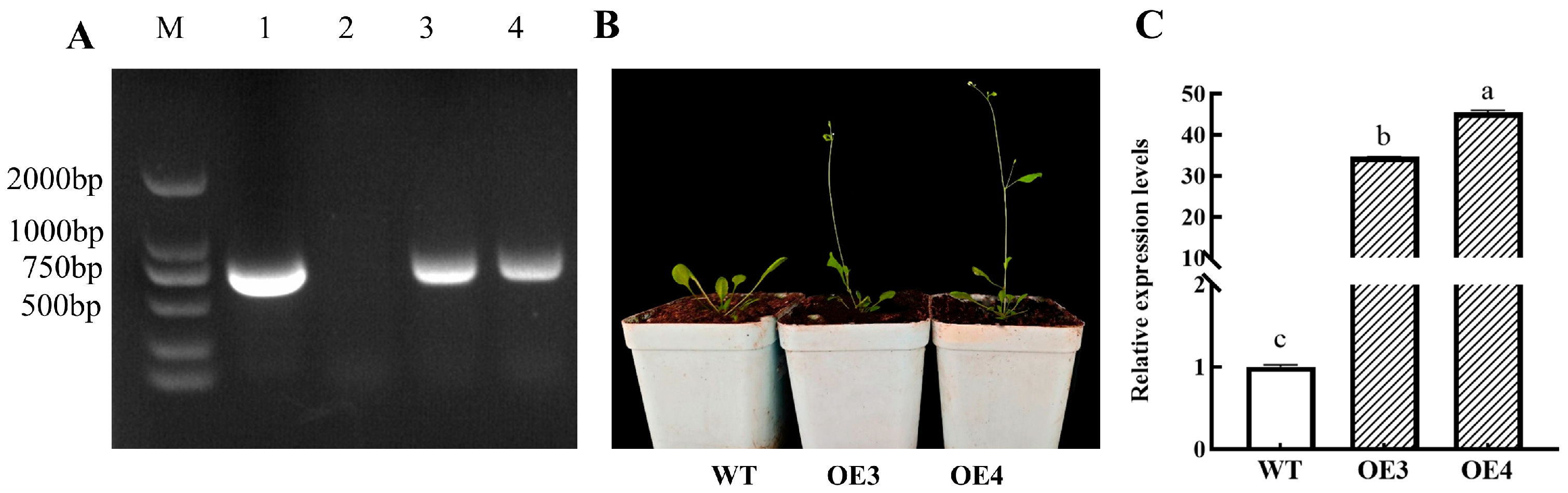 Horticulturae 11 01227 g010