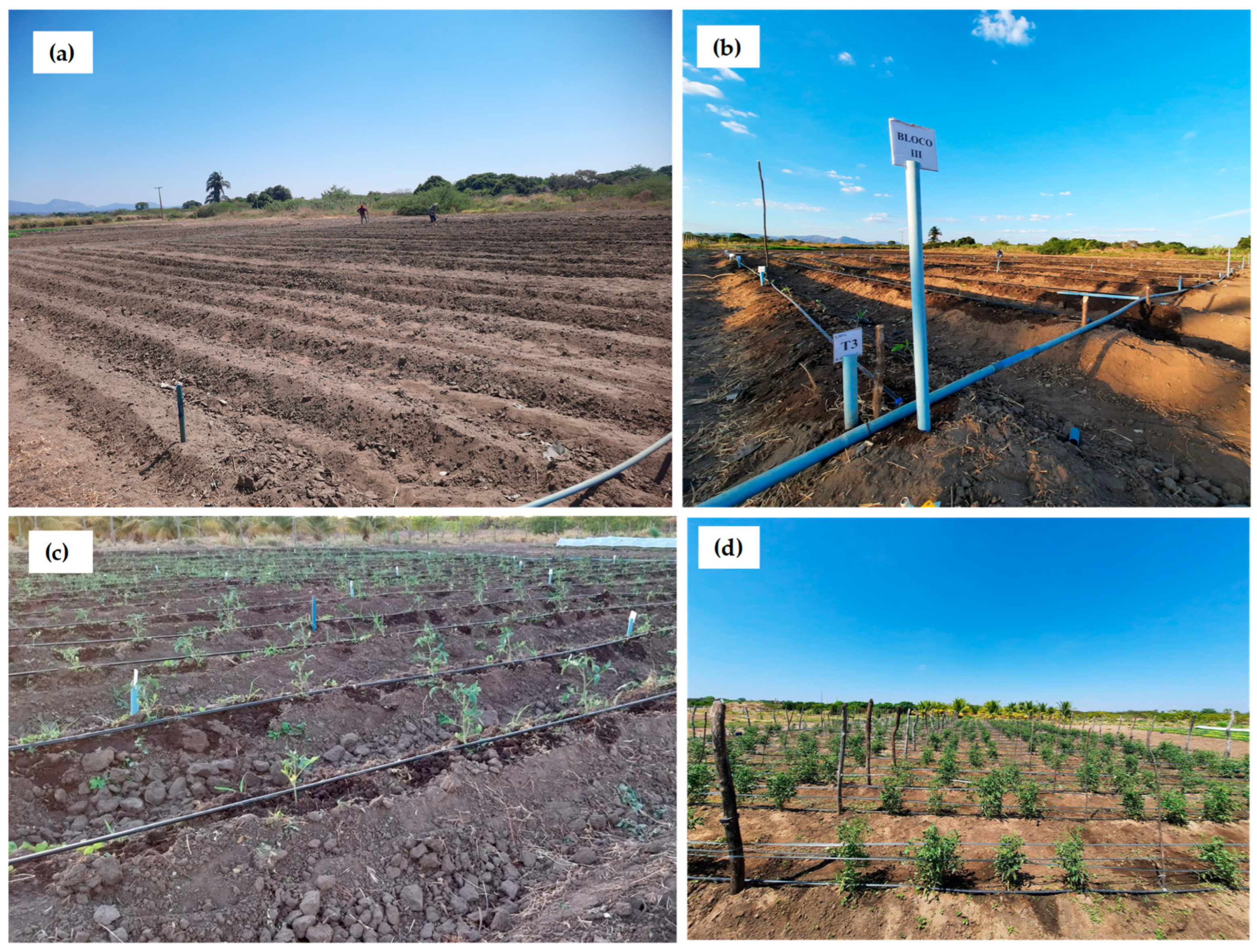 Horticulturae 11 01228 g0a1