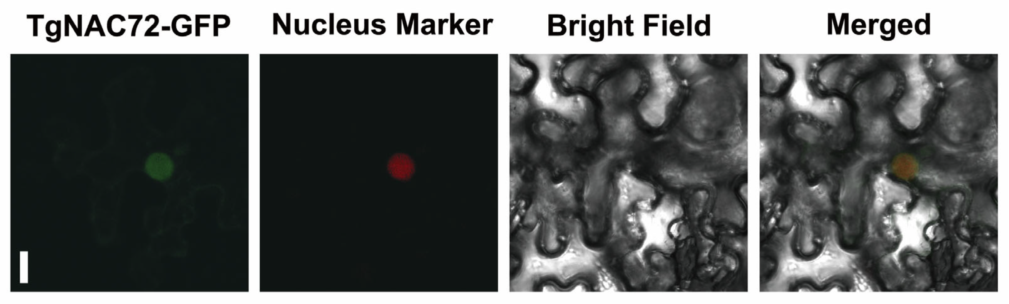 Horticulturae 11 01229 g006