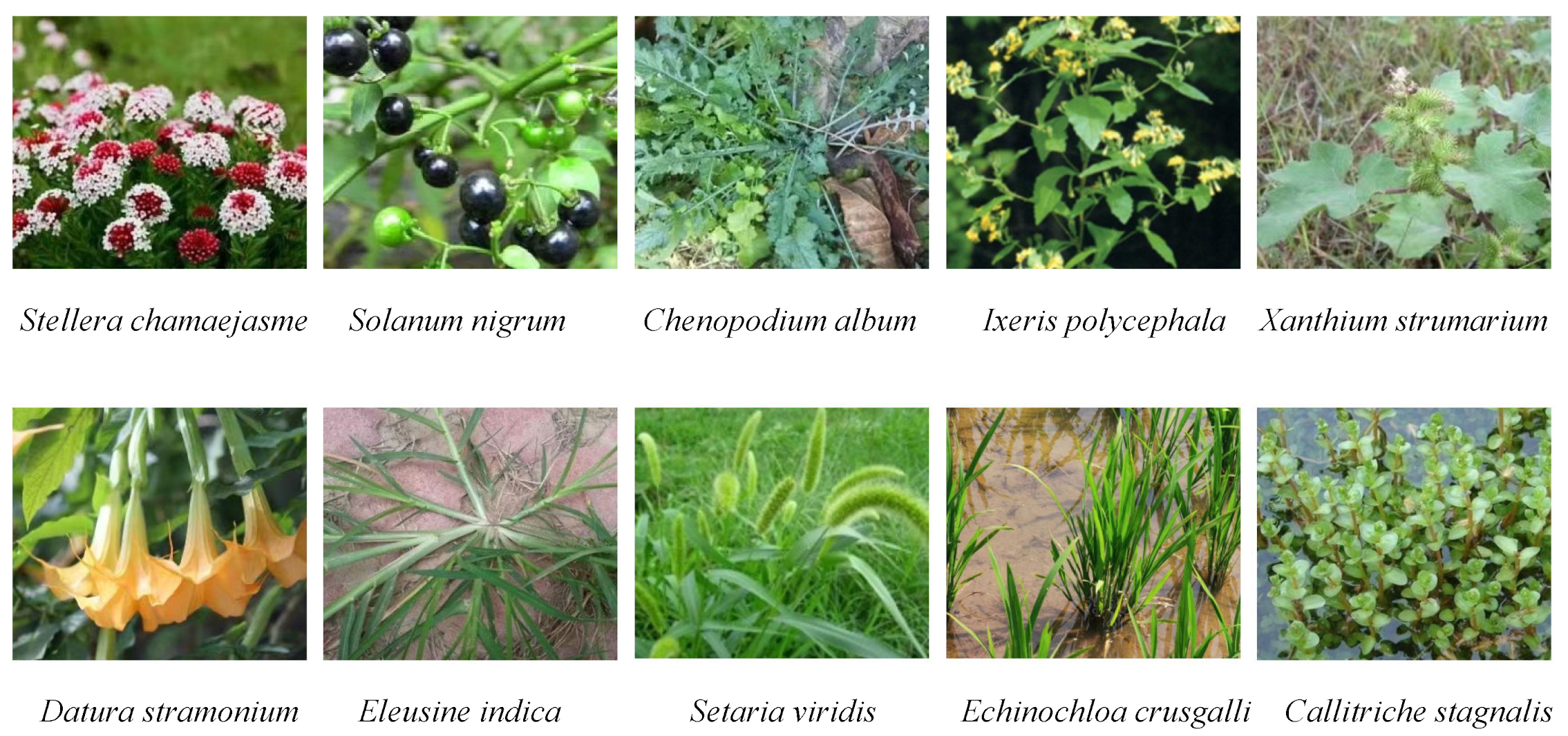 Horticulturae 11 01236 g001 Horticulturae 11 01236 g001