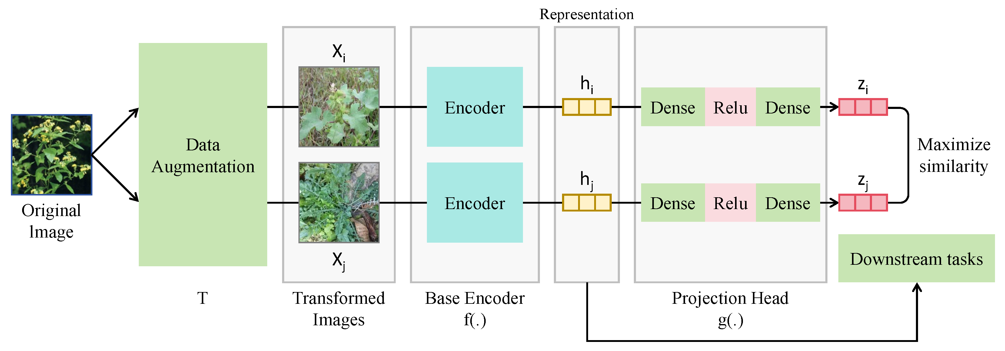 Horticulturae 11 01236 g004 Horticulturae 11 01236 g004