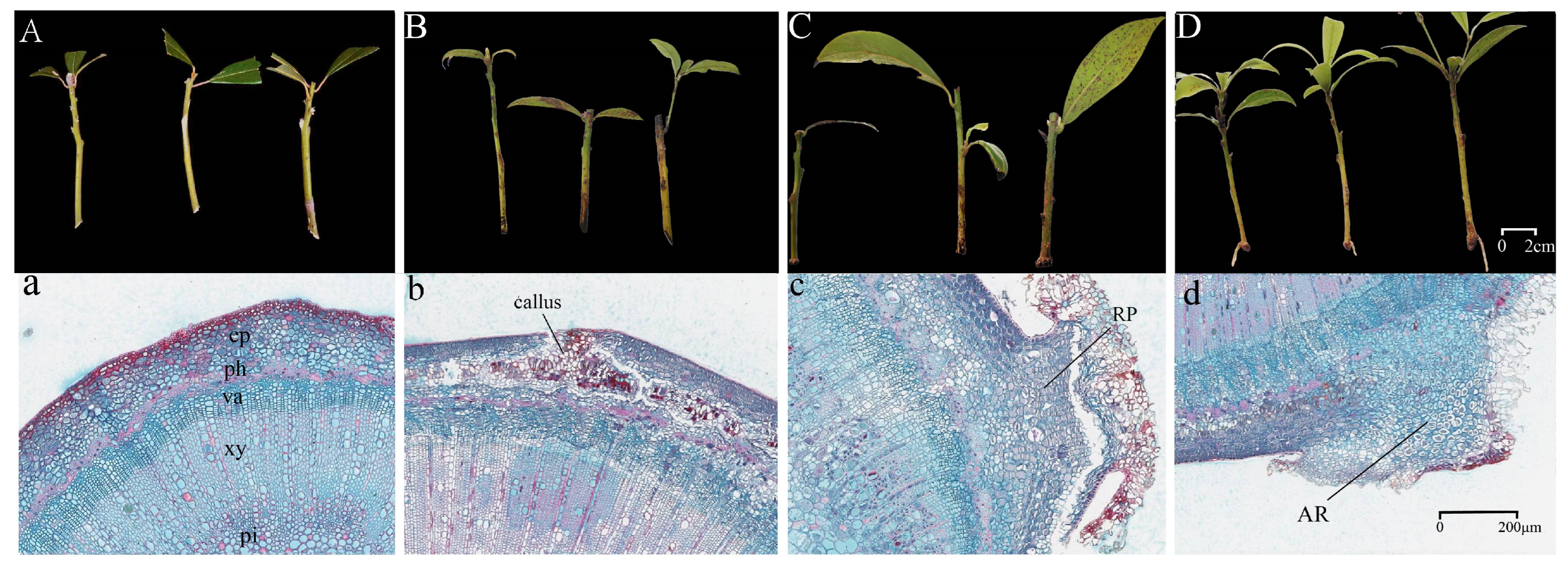 Horticulturae 11 01238 g001