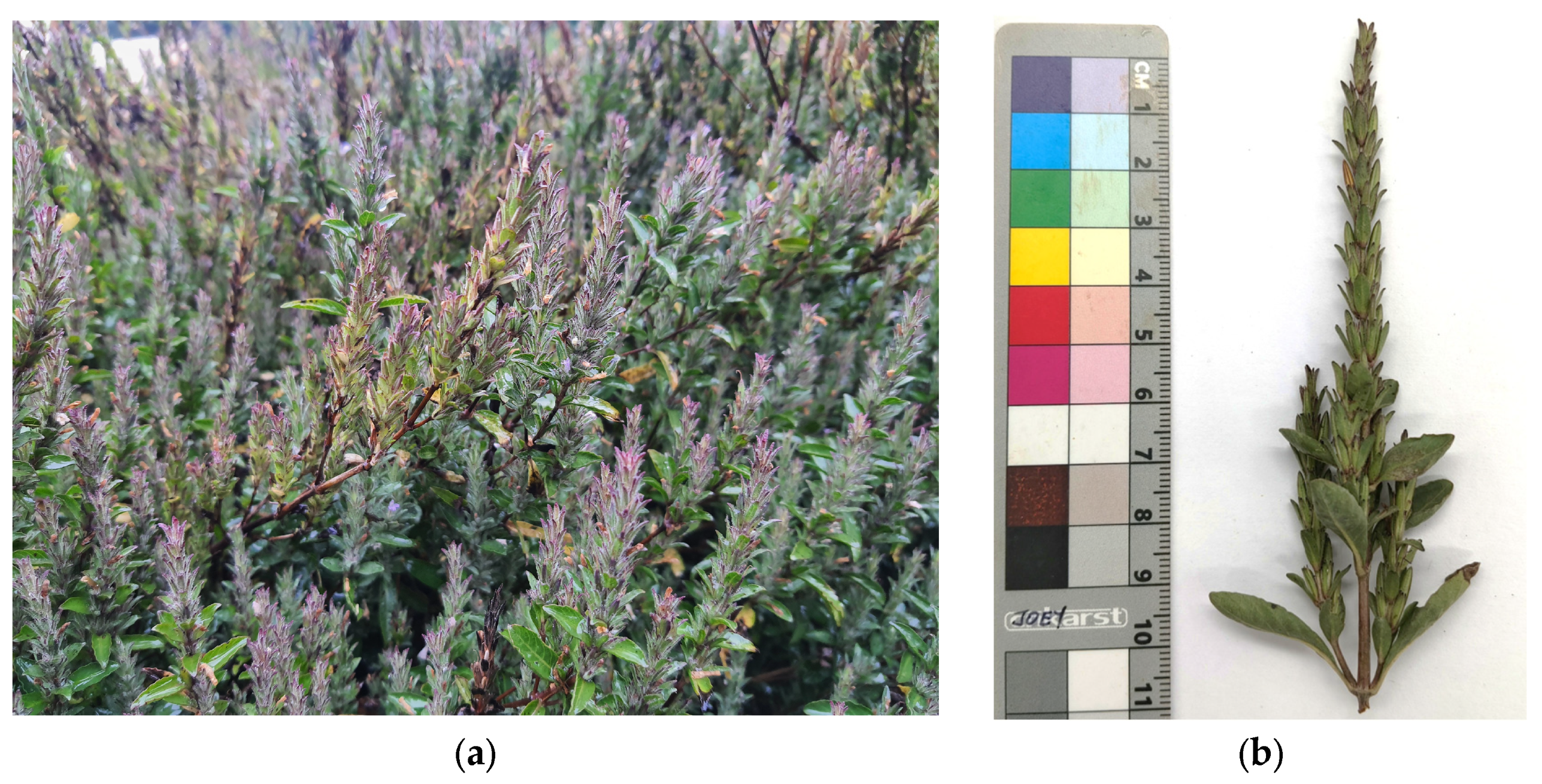 Horticulturae 11 01240 g001 Horticulturae 11 01240 g001