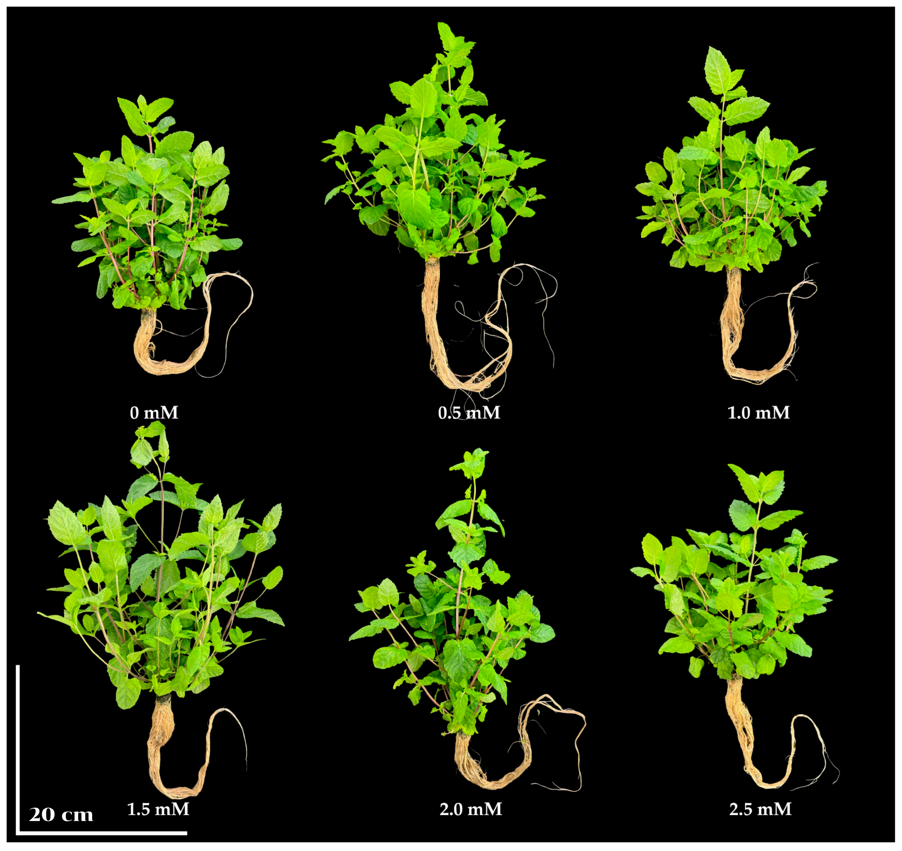 Horticulturae 11 01243 g003 Horticulturae 11 01243 g003