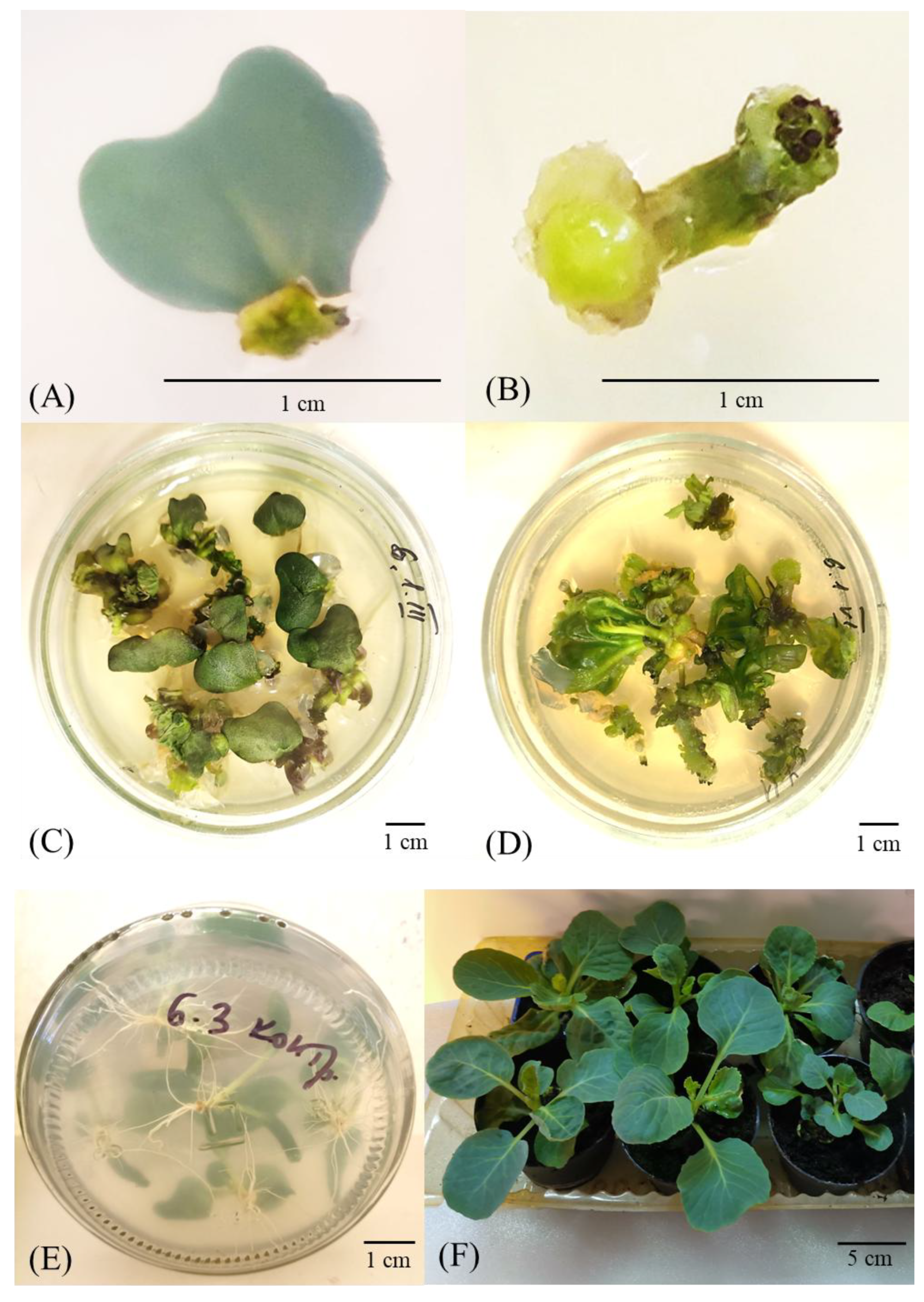Horticulturae 11 01246 g002 Horticulturae 11 01246 g002