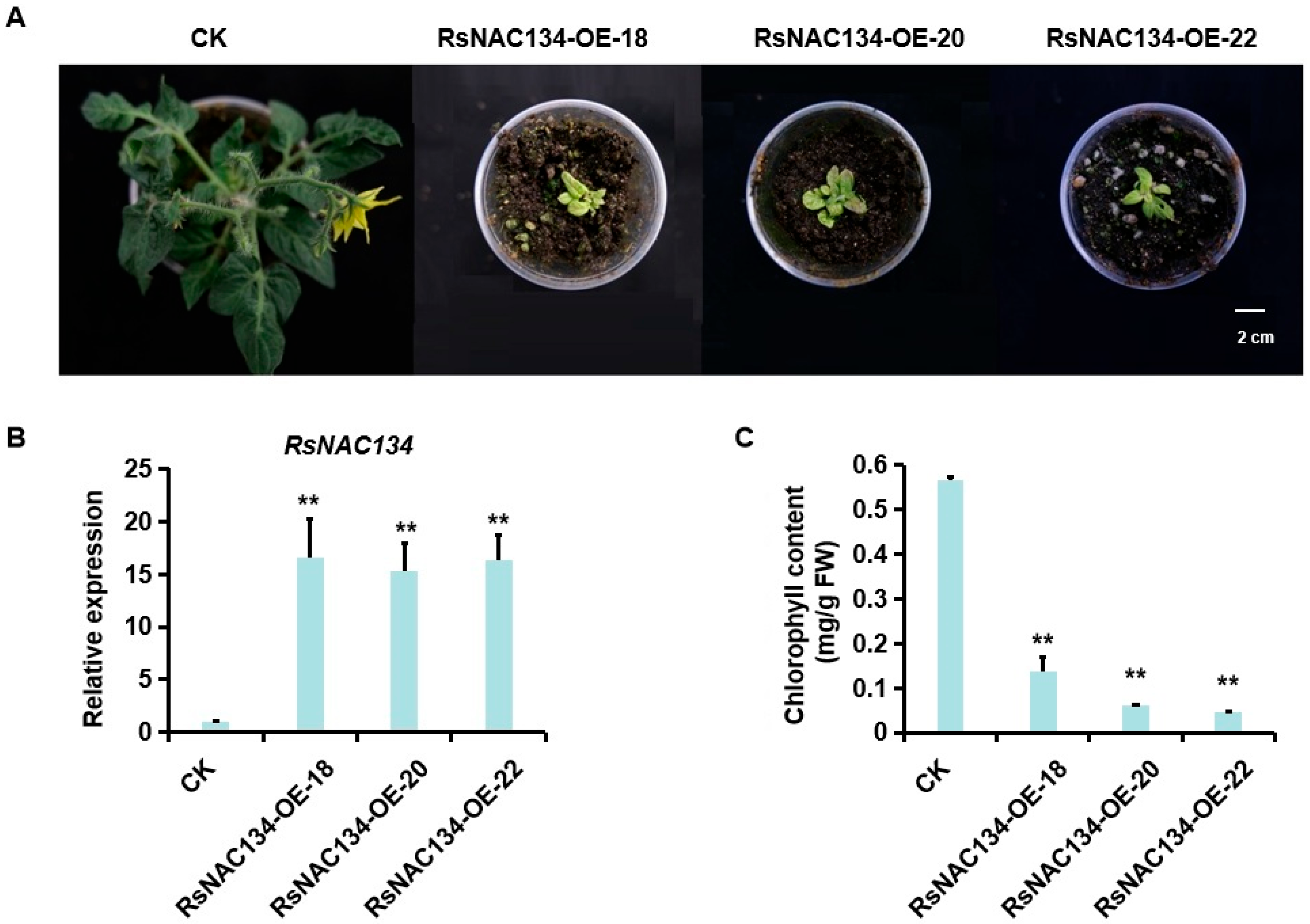 Horticulturae 11 01248 g002 Horticulturae 11 01248 g002