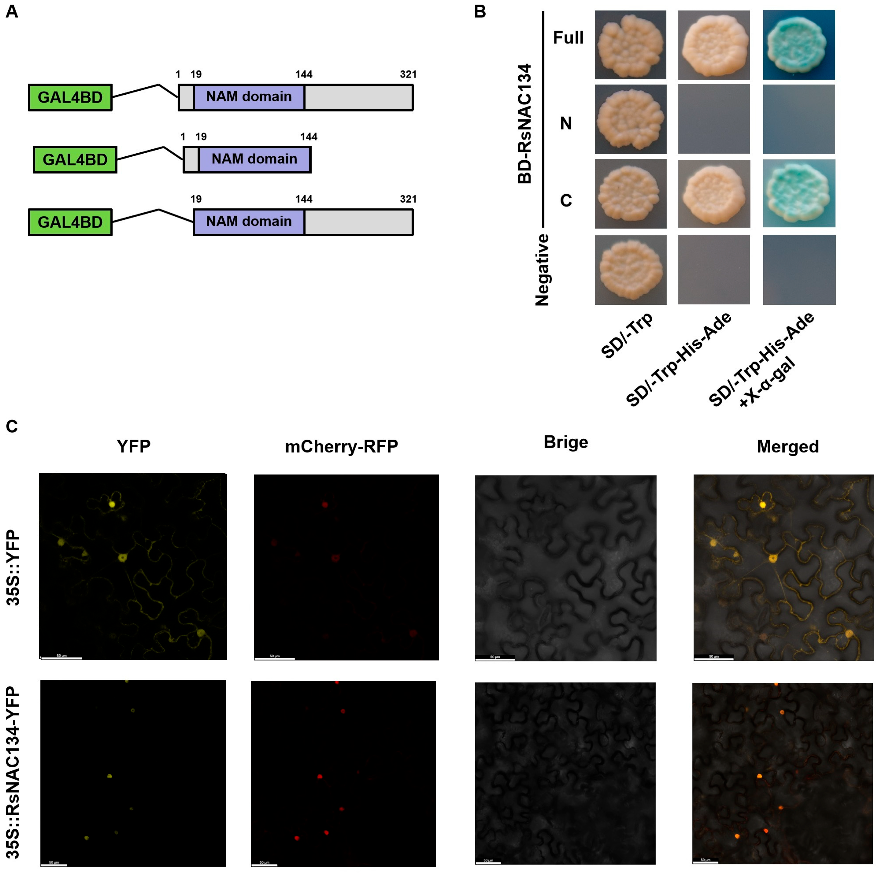 Horticulturae 11 01248 g004 Horticulturae 11 01248 g004