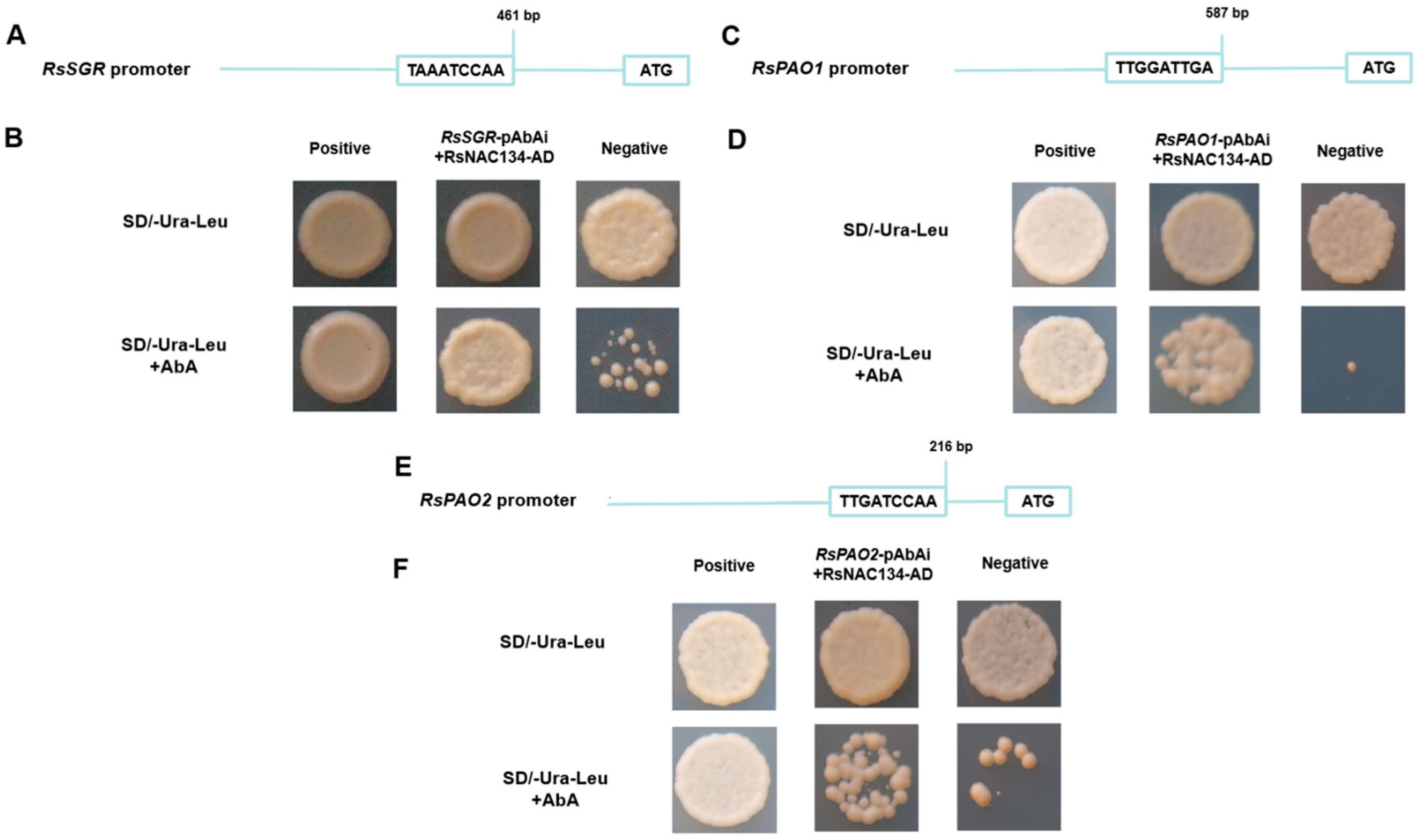 Horticulturae 11 01248 g006 Horticulturae 11 01248 g006