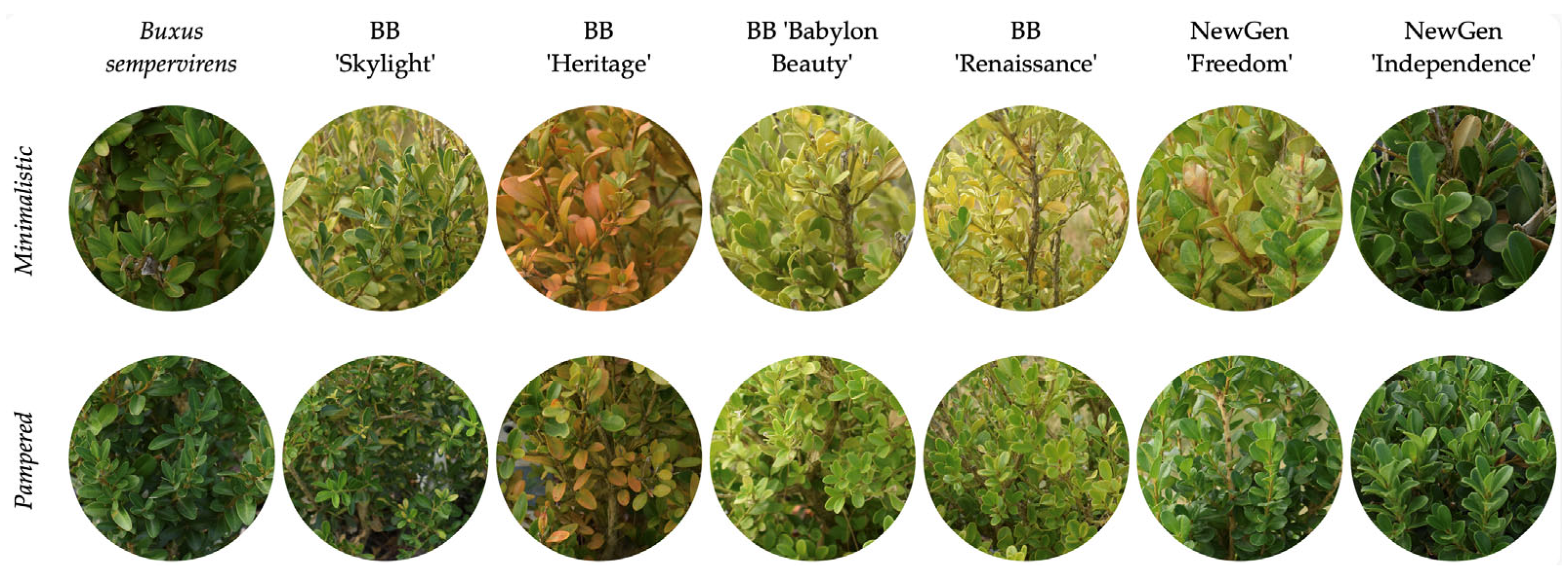 Horticulturae 11 01256 g005