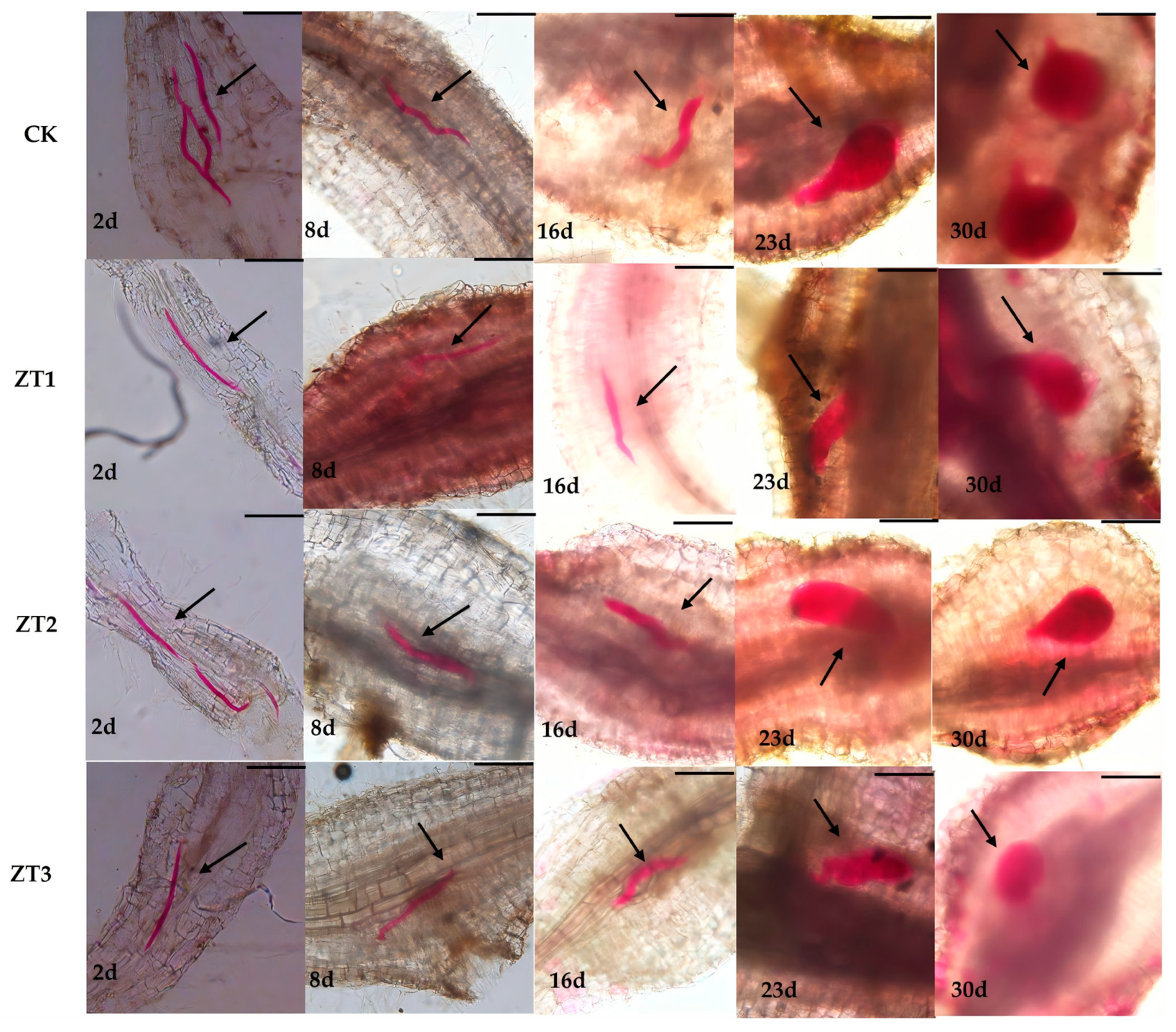 Horticulturae 11 01265 g006